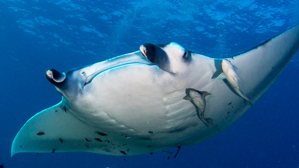 Manta Ray
