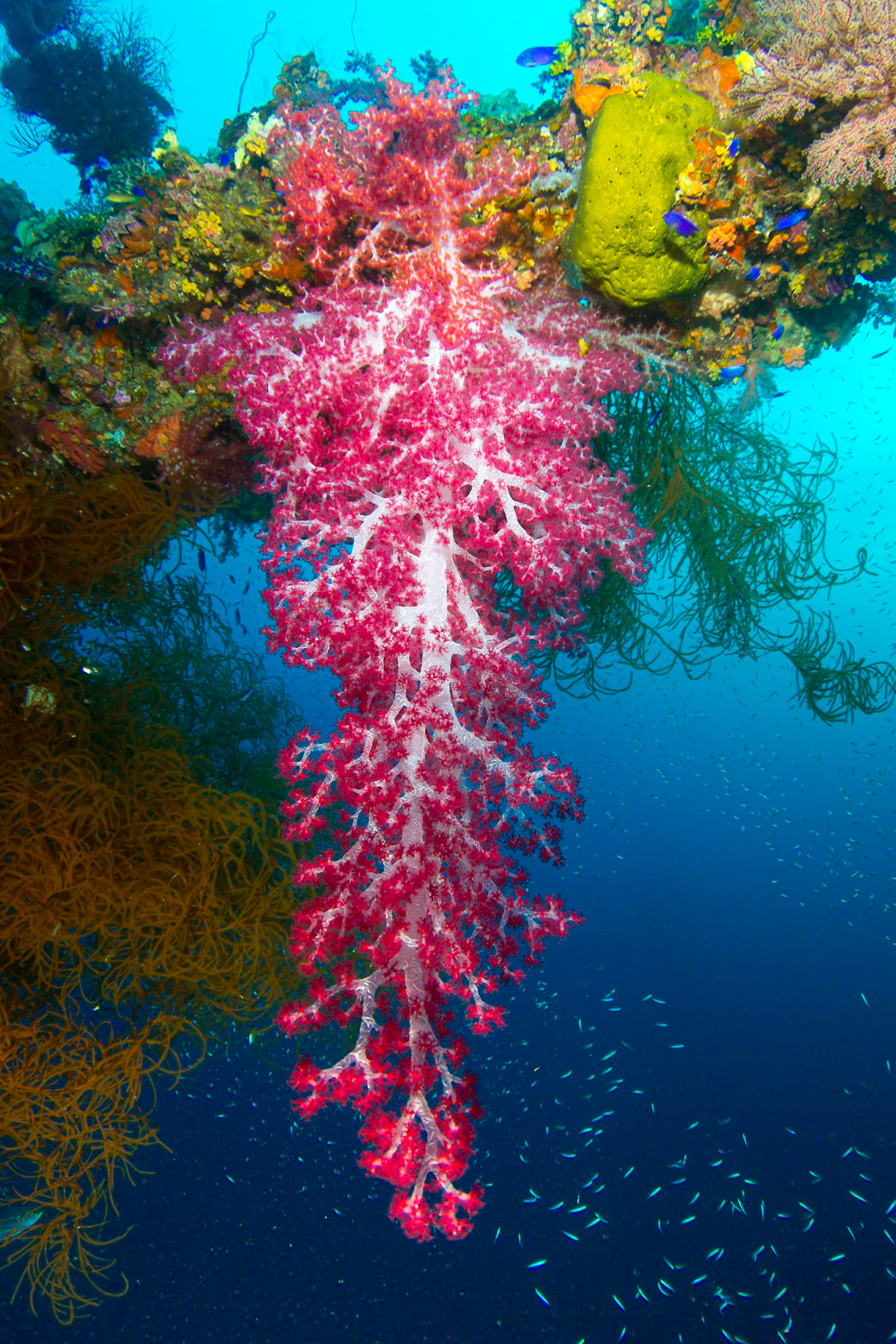 Soft Tree Coral - Shinkoku Maru Kingpost