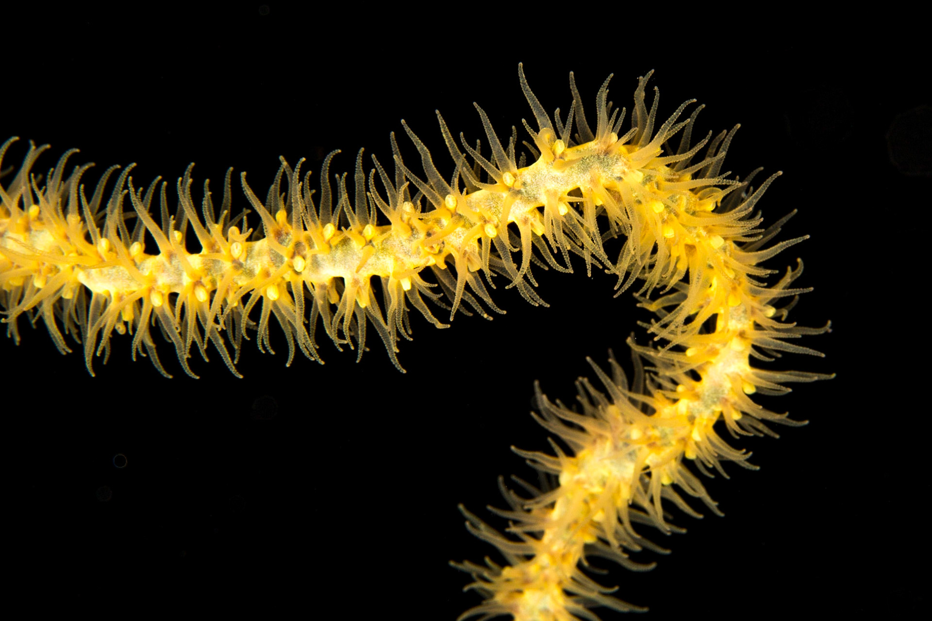 Whip Coral