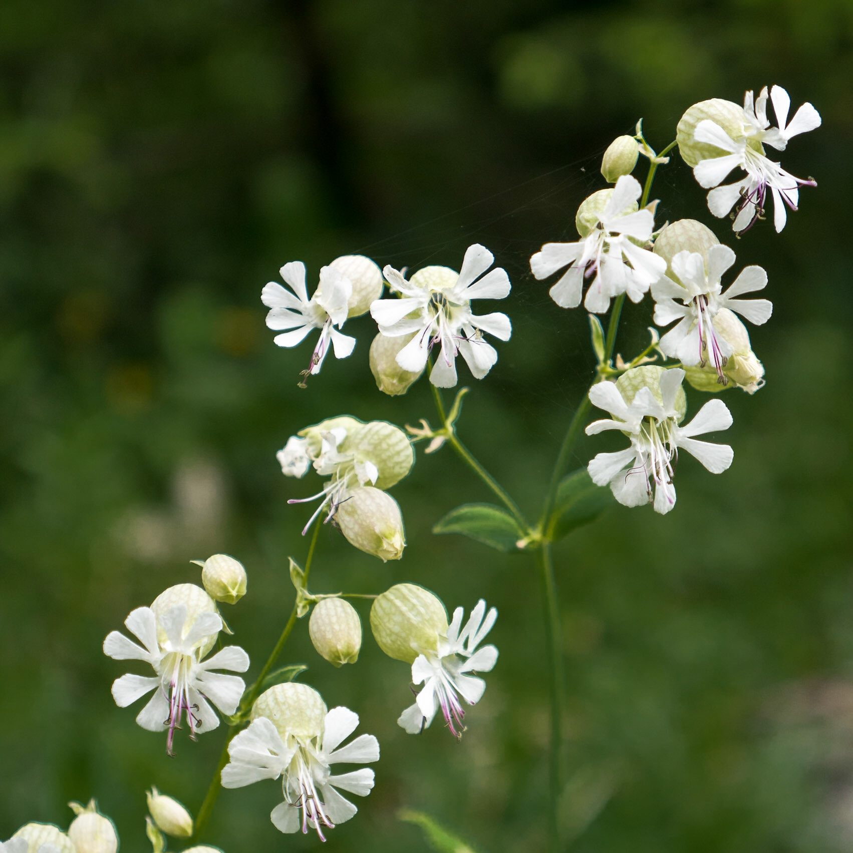 Obersteinberg to Gimmelwald