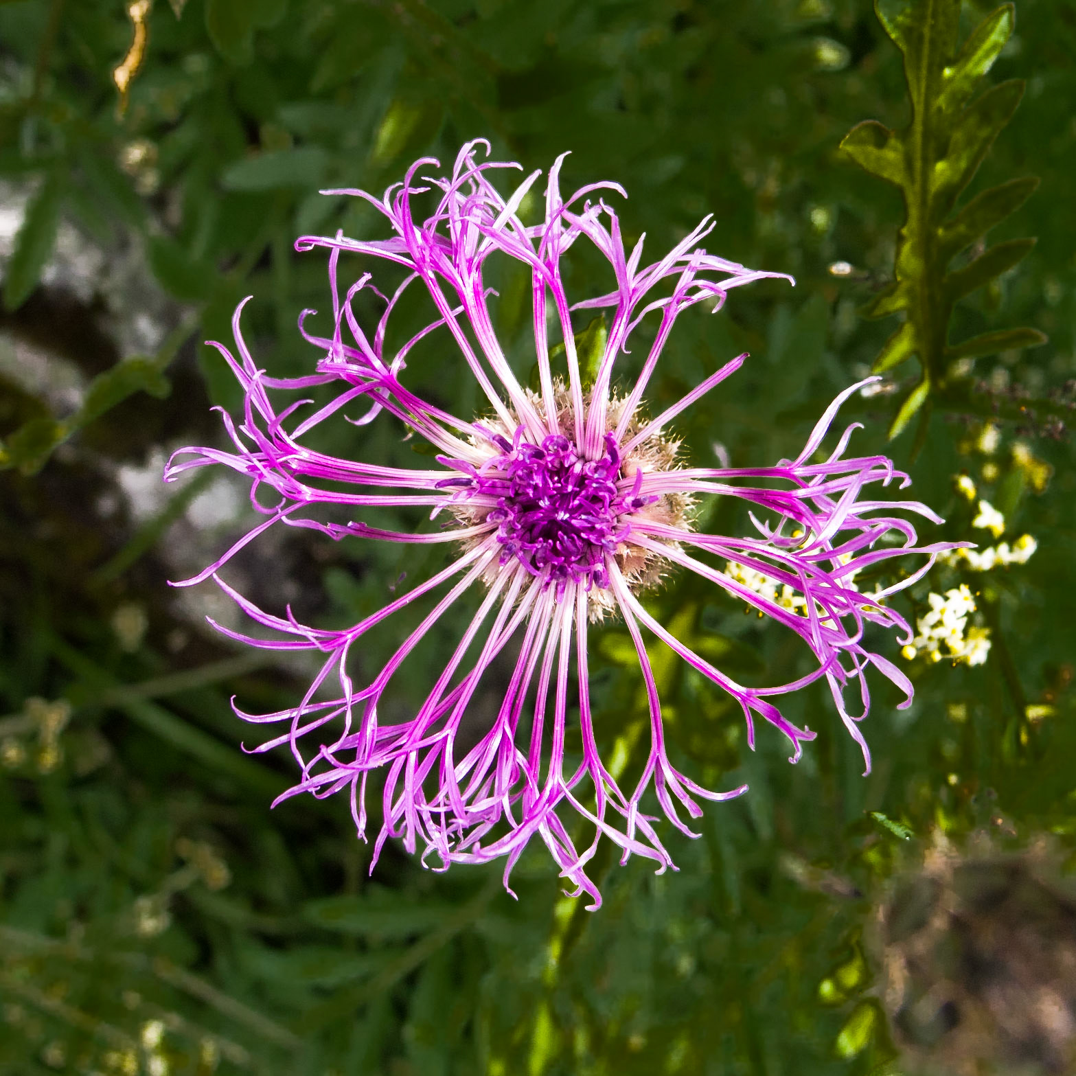 Stechelberg to Obersteinberg