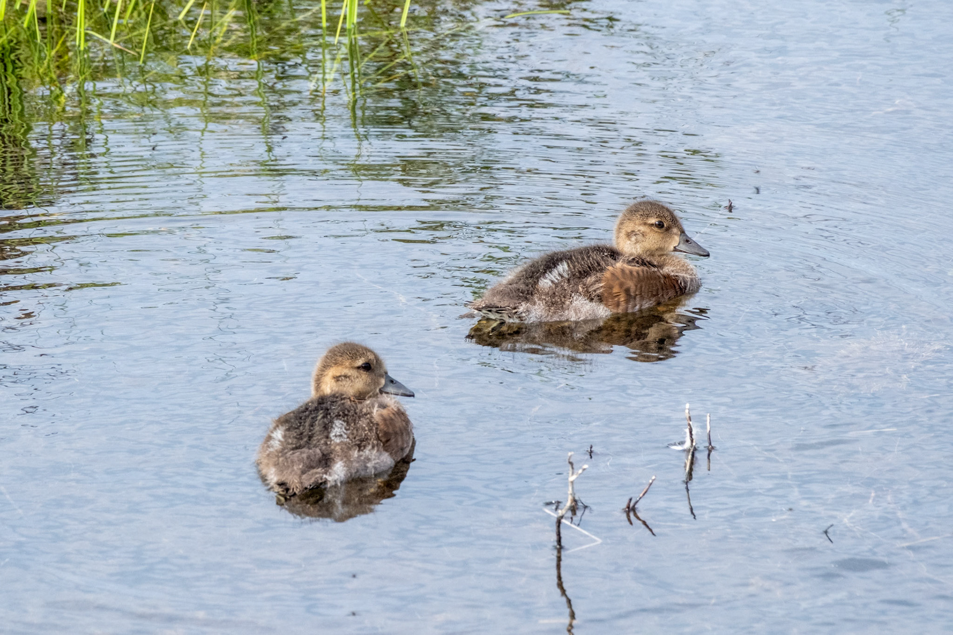 American Widgeon
