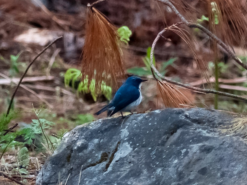 (Drukgyel Dzong to Shana)