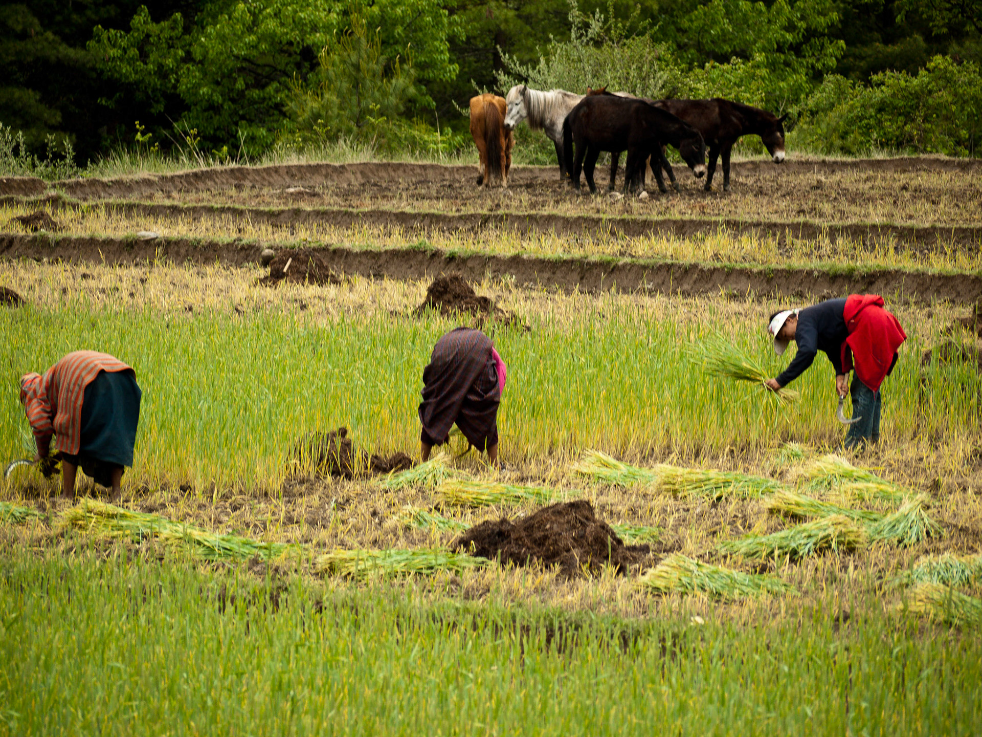 (Drukgyel Dzong to Shana)