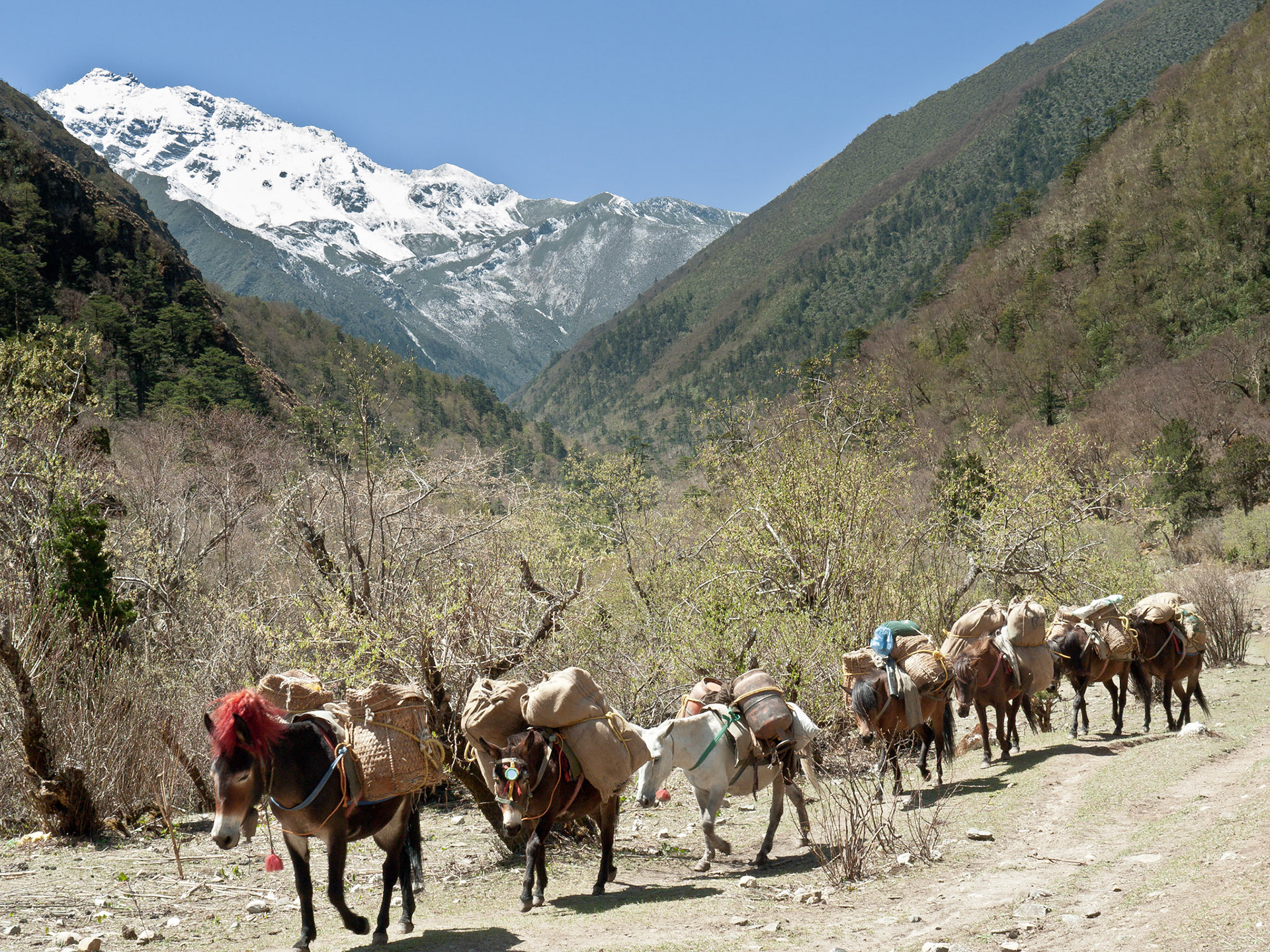 (Thangthangkha to Jangothang)