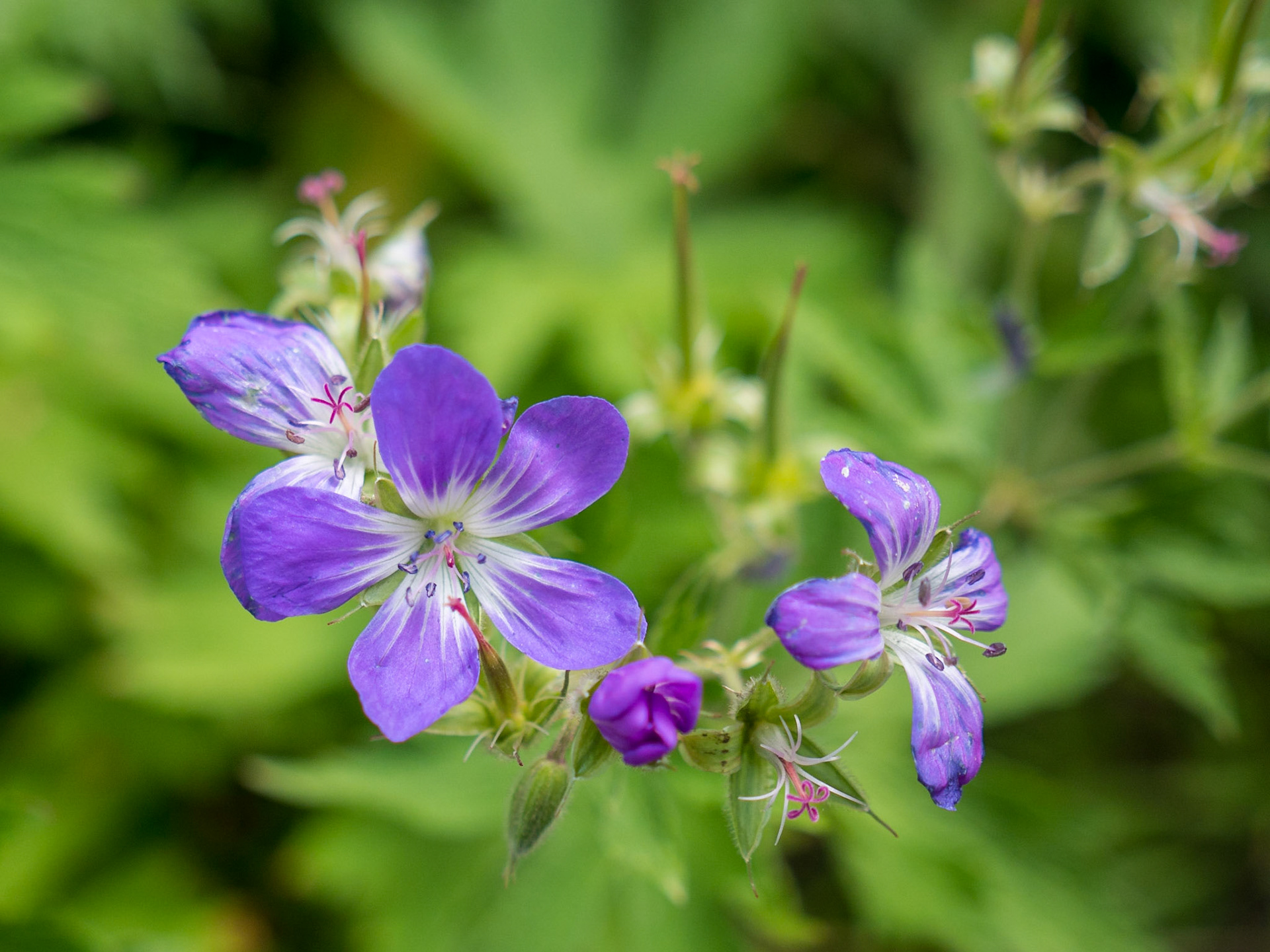 Stechelberg to Obersteinberg