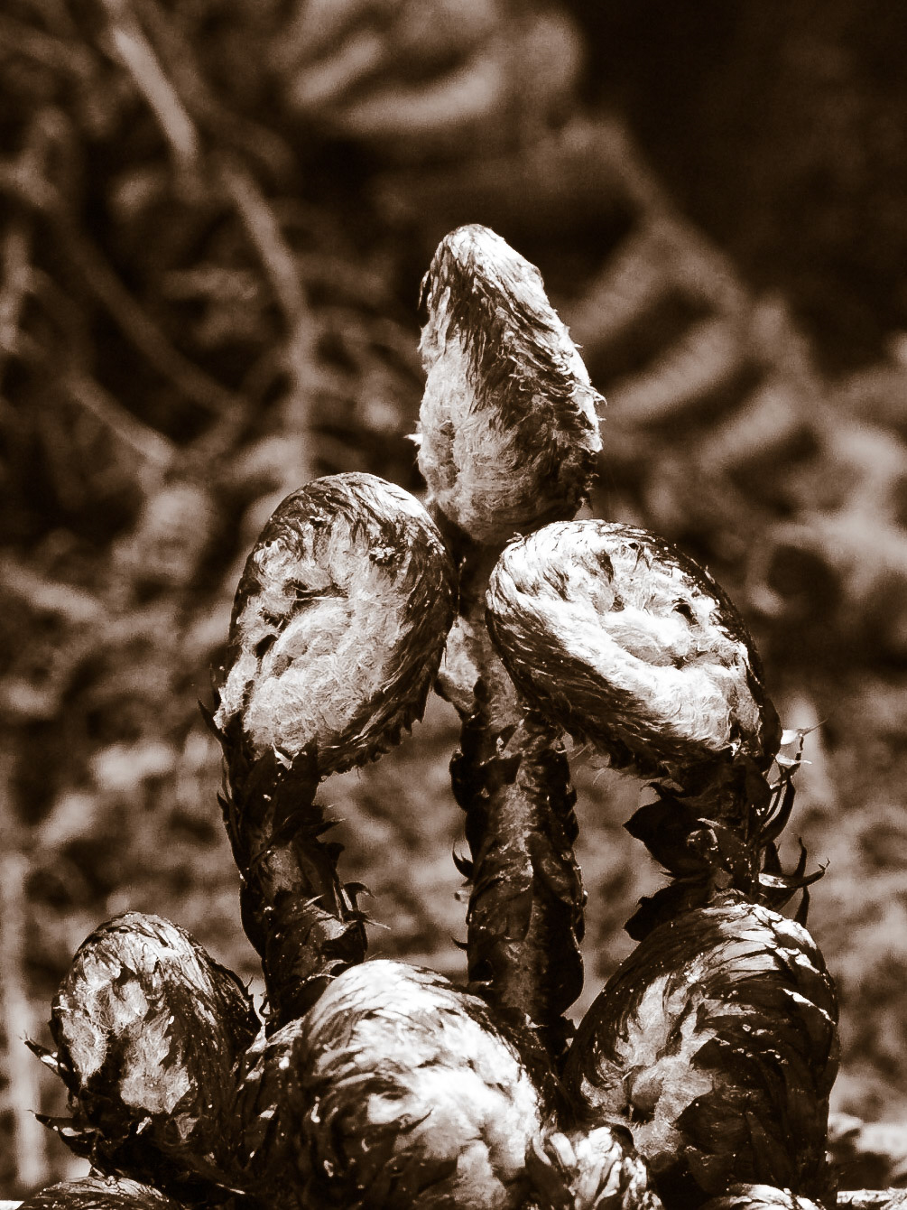 (Dom Shisa to Dolam Kencho)