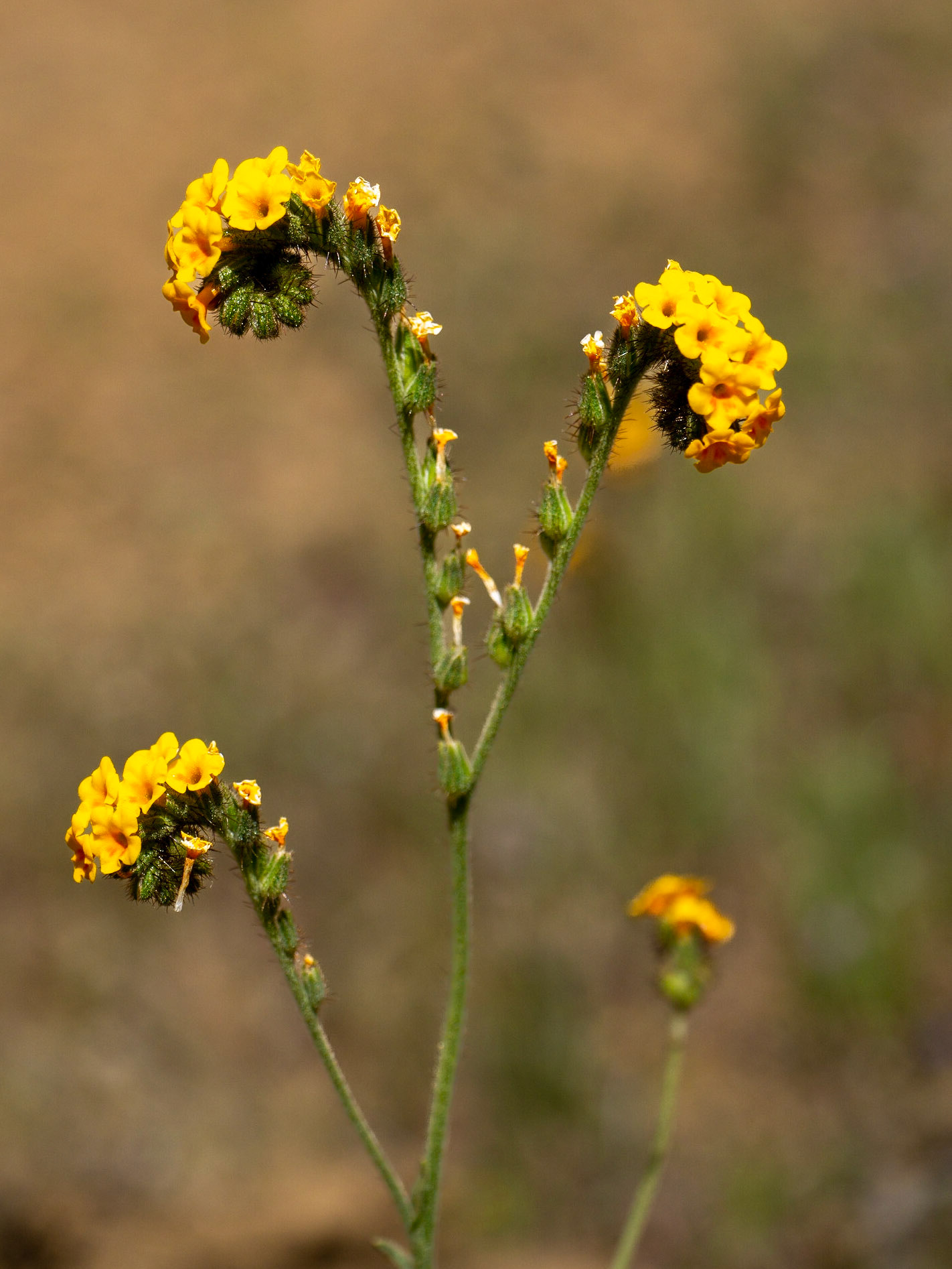 Common Fiddleneck