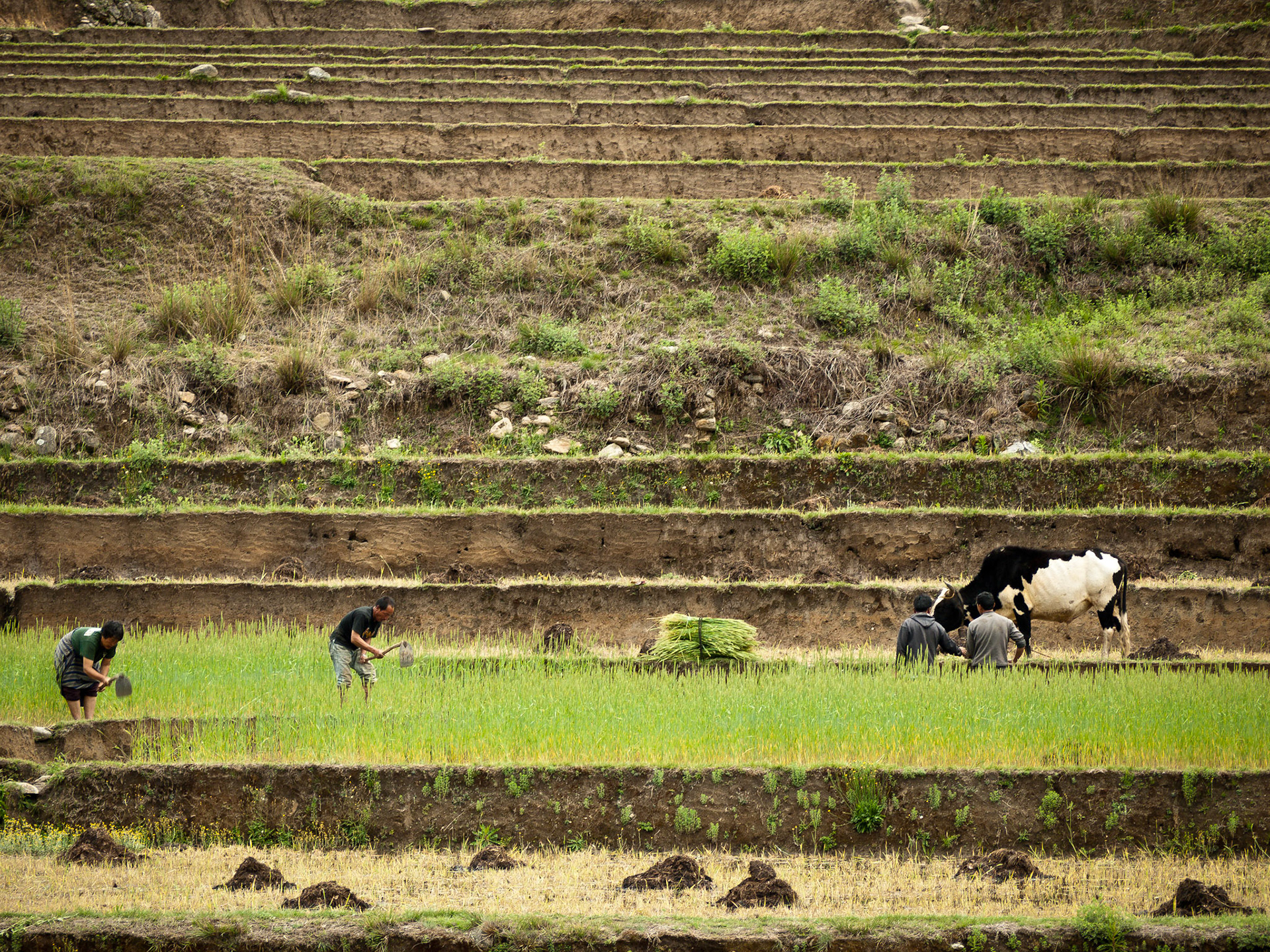 (Drukgyel Dzong to Shana)