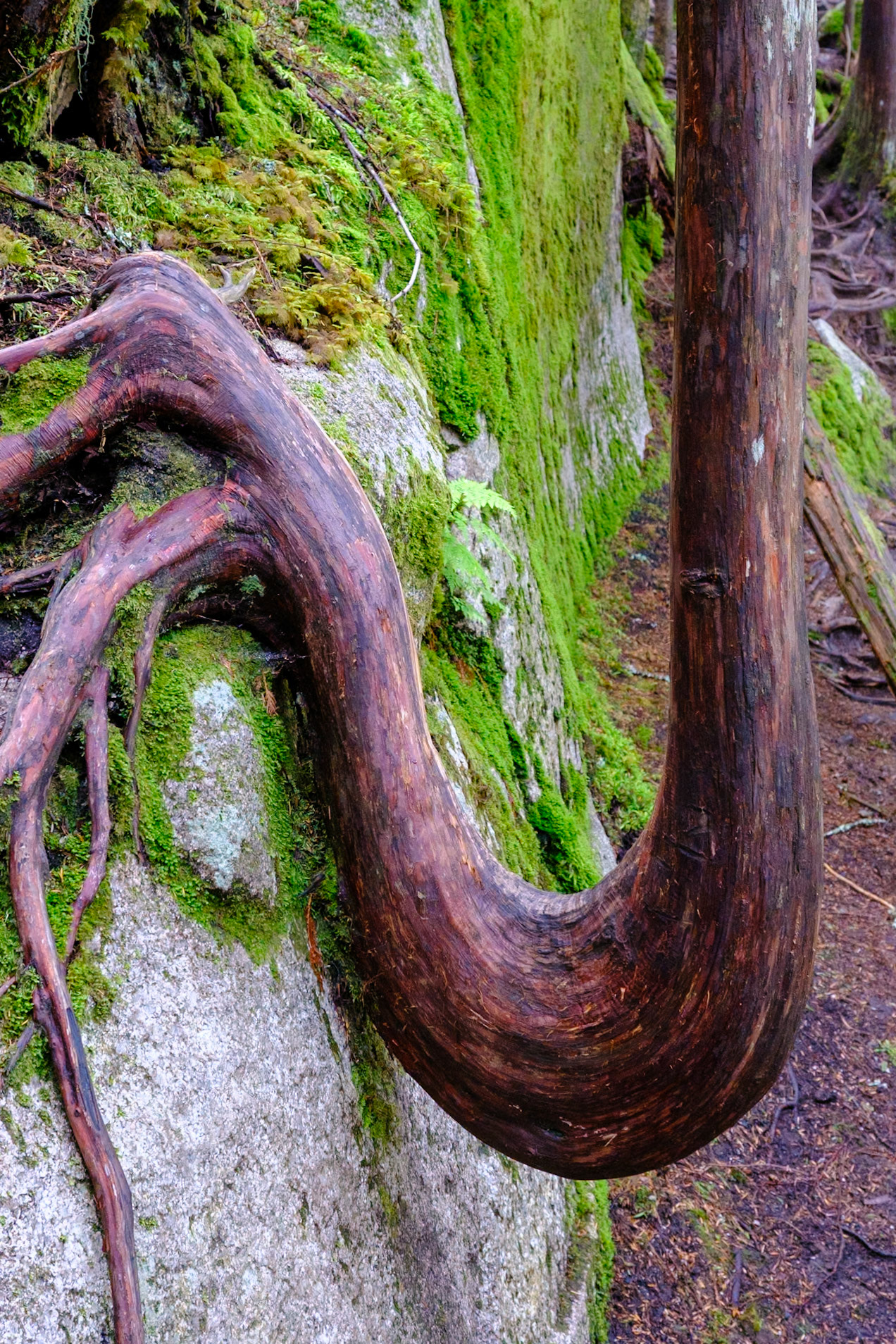 Squamish: Sea-to-Summit