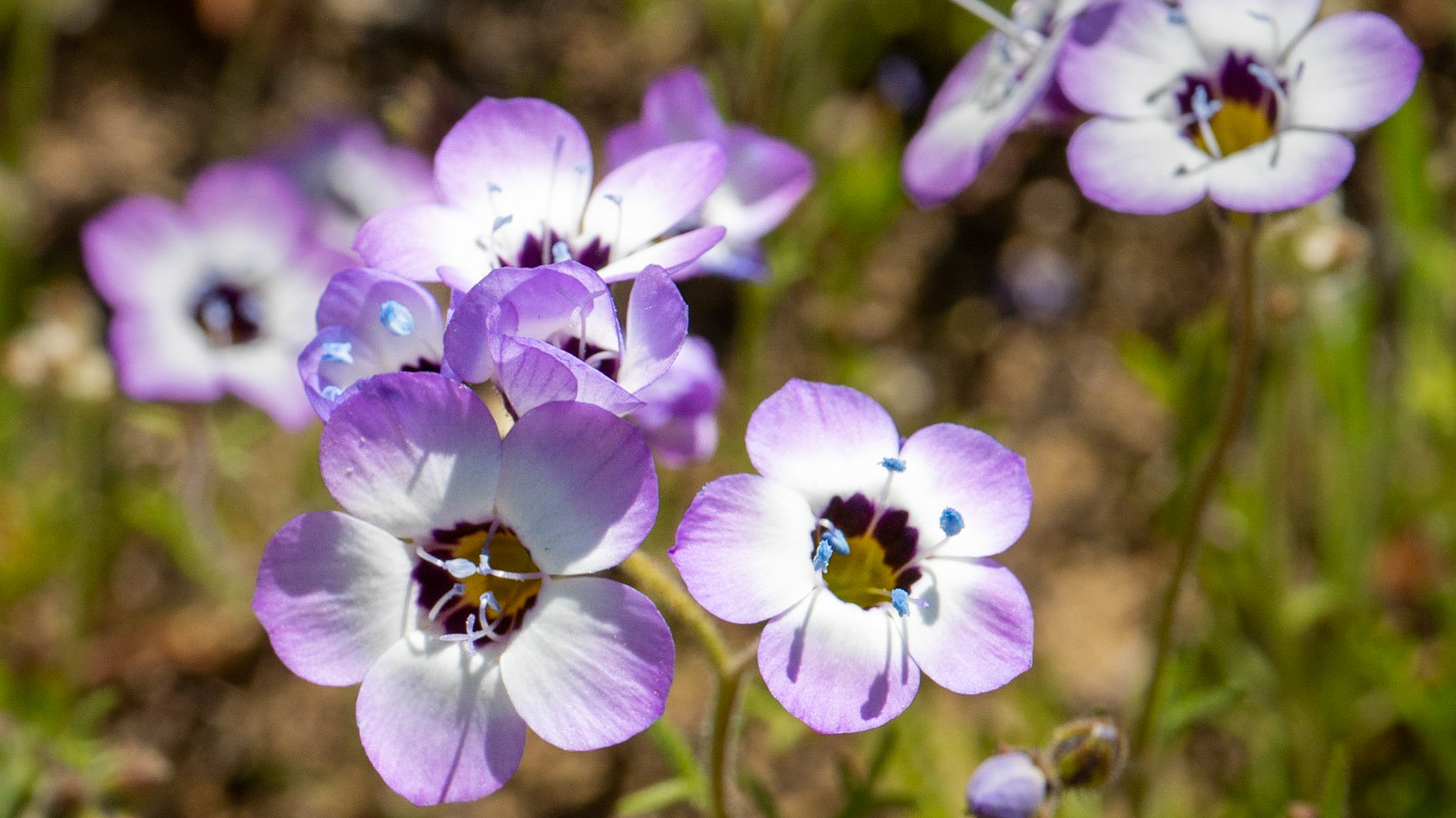 Bird's eye gilia