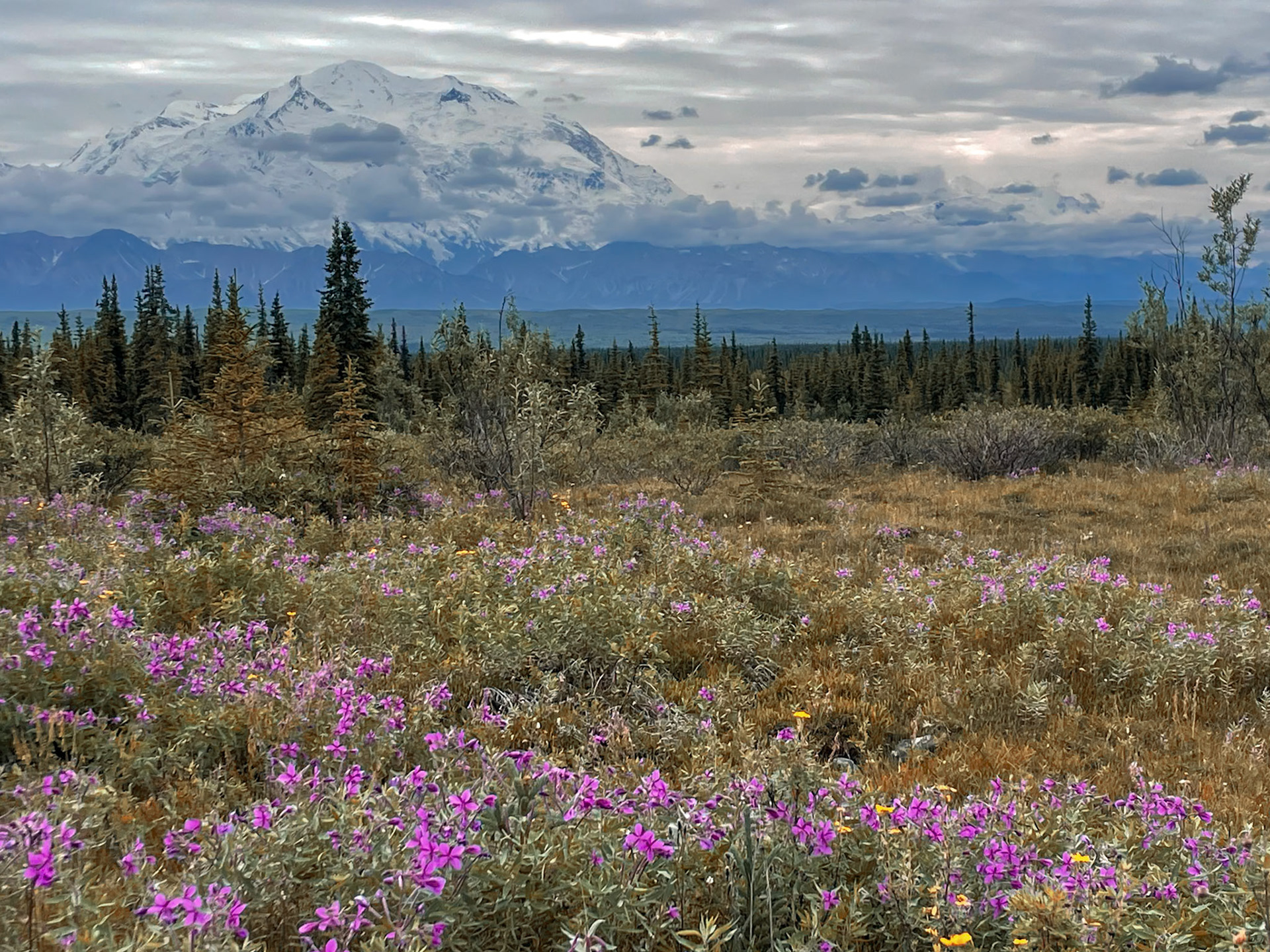 Dwarf Fireweed