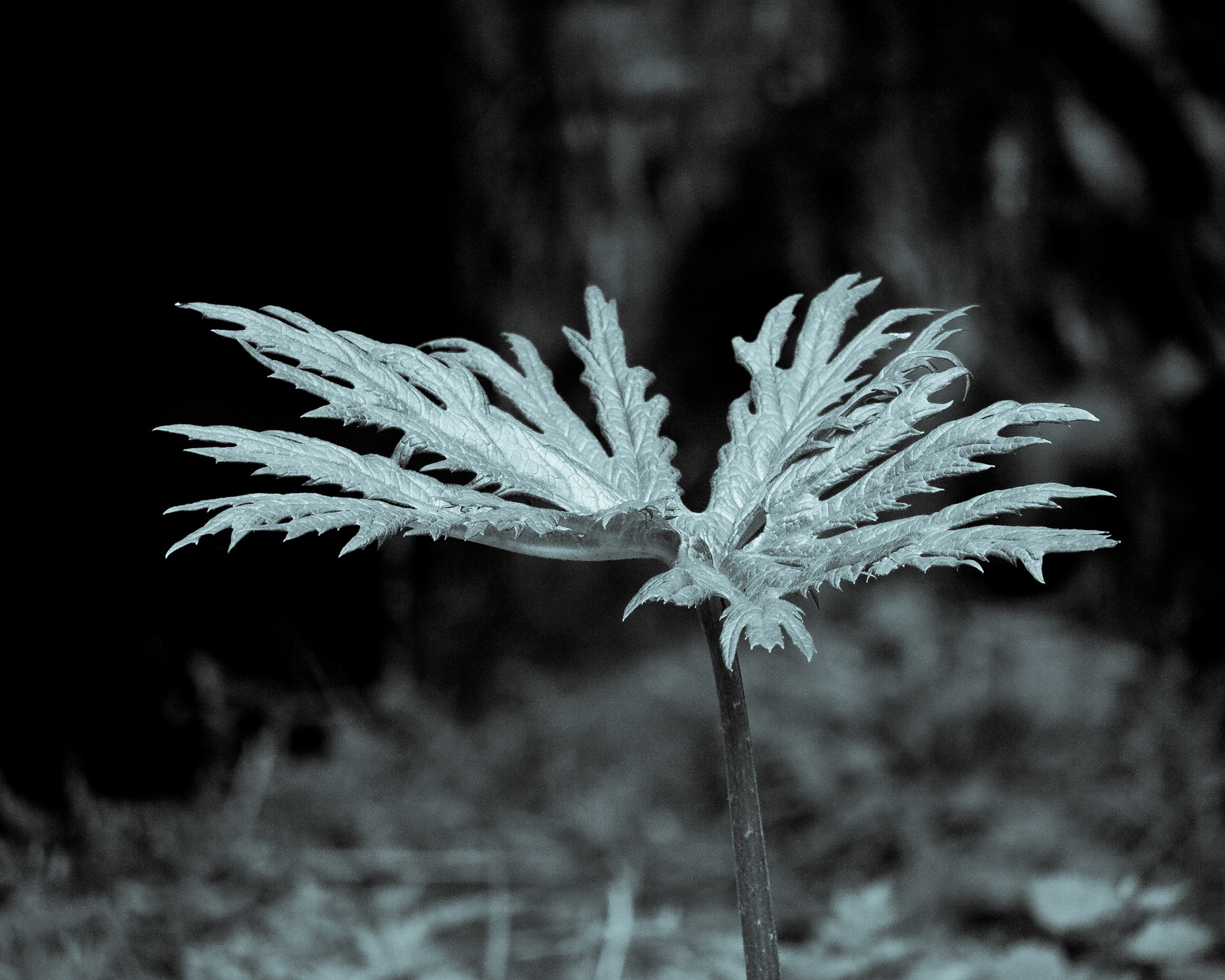 (Dom Shisa to Dolam Kencho)