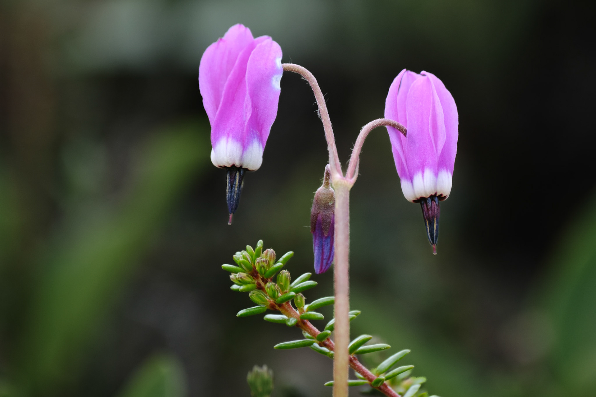 Frigid Shooting Star