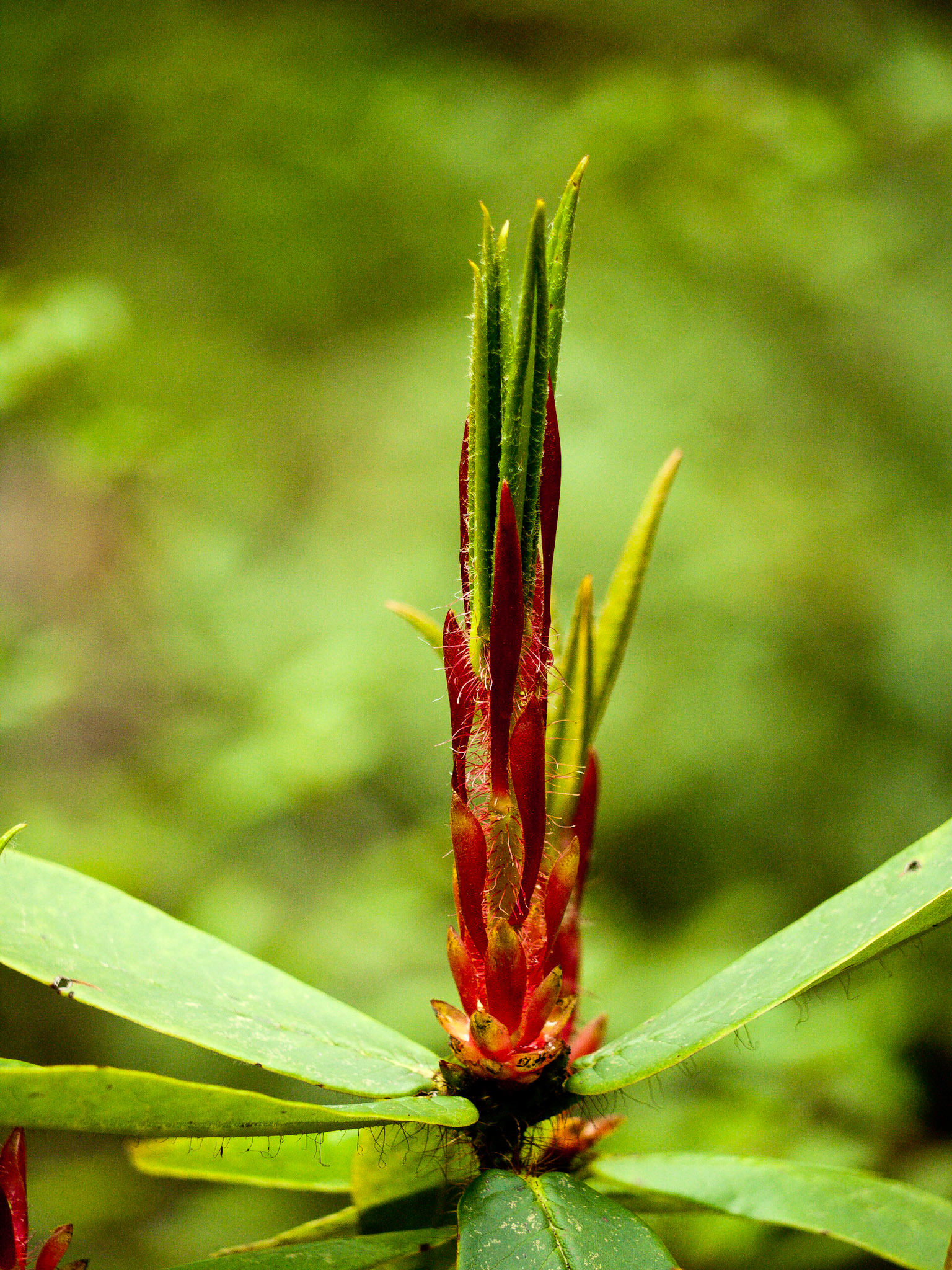 (Dom Shisa to Dolam Kencho)