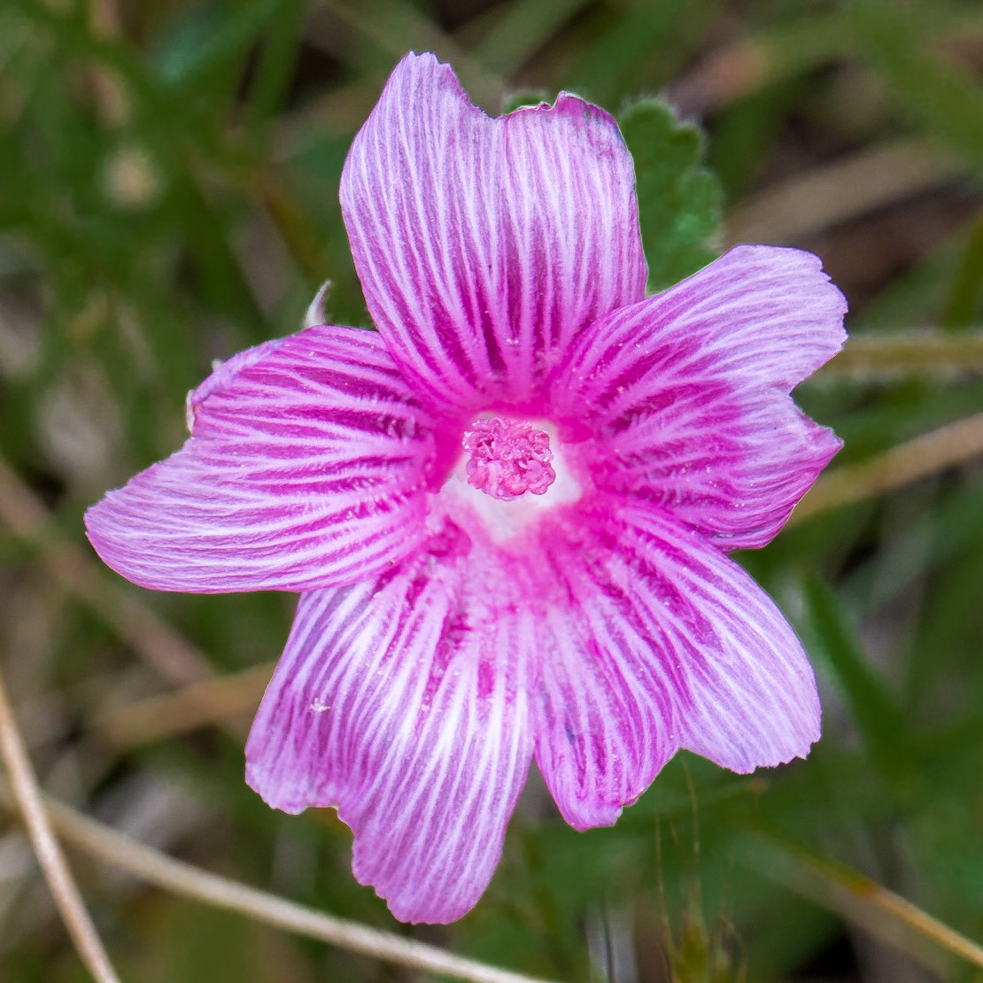 Sidalcea malviflora ssp. purpurea