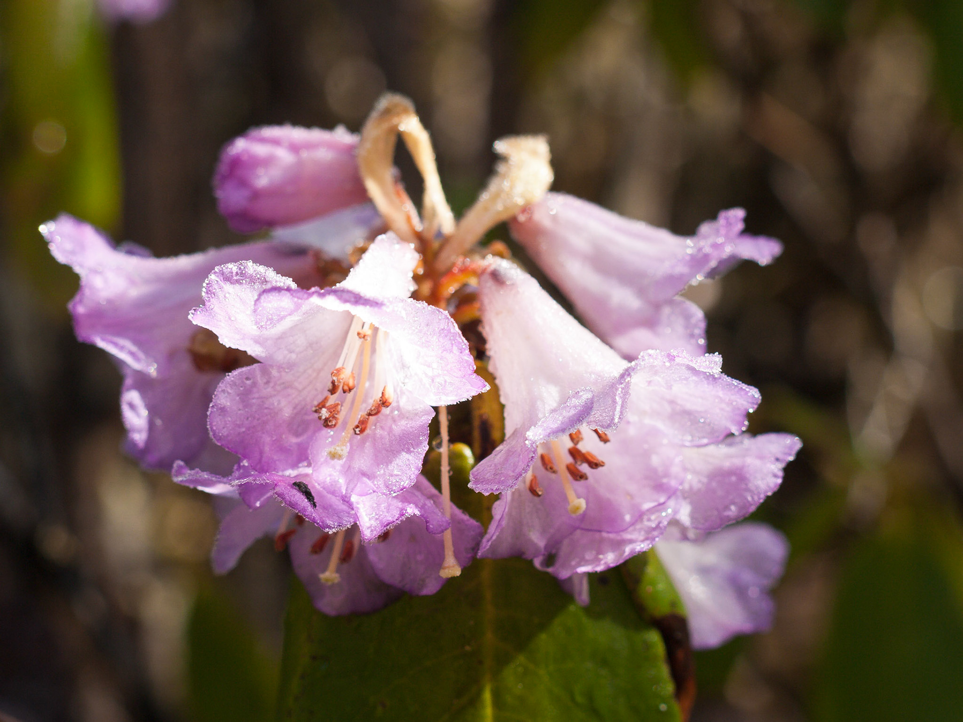 (Thangthangkha to Jangothang)