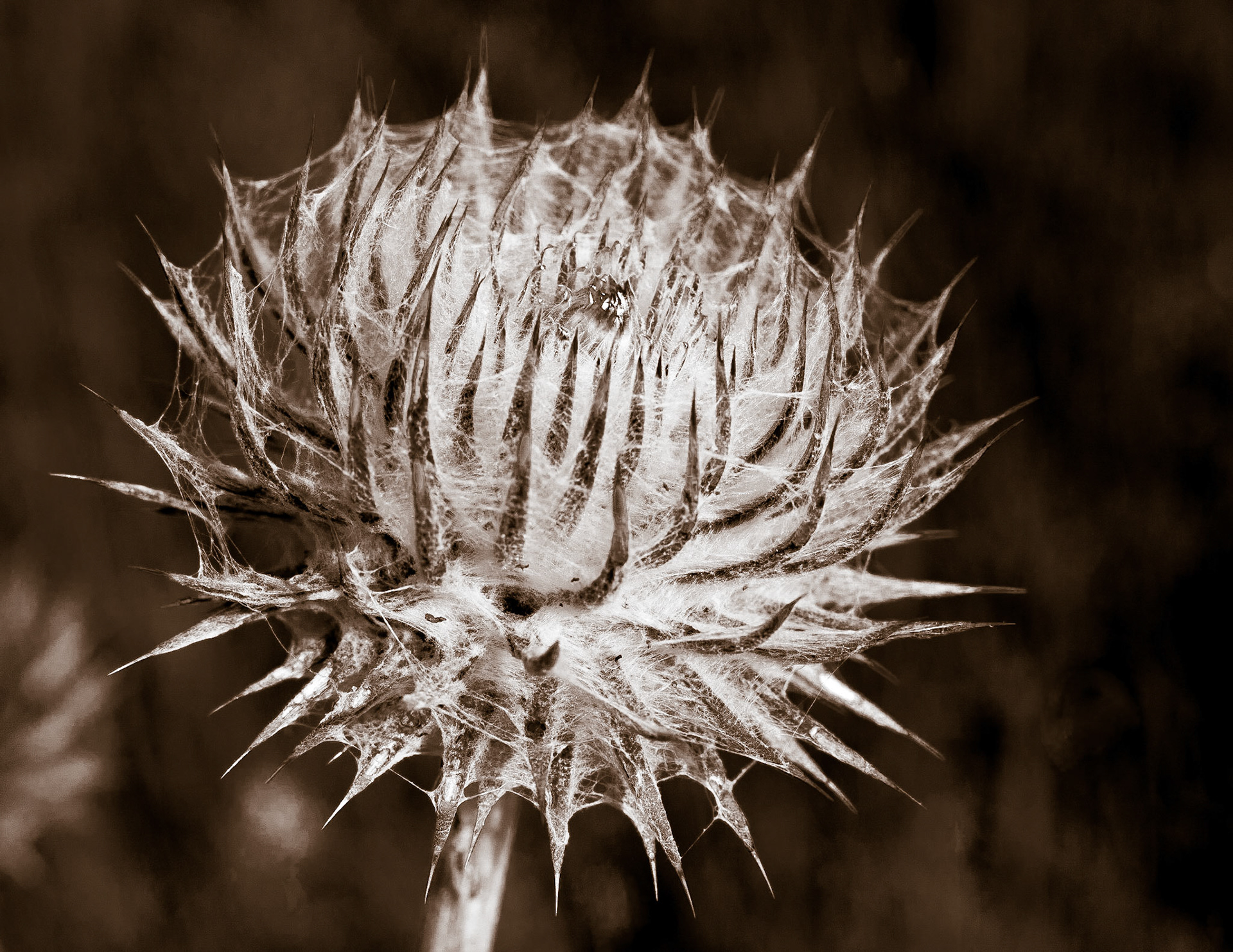 Thistle
