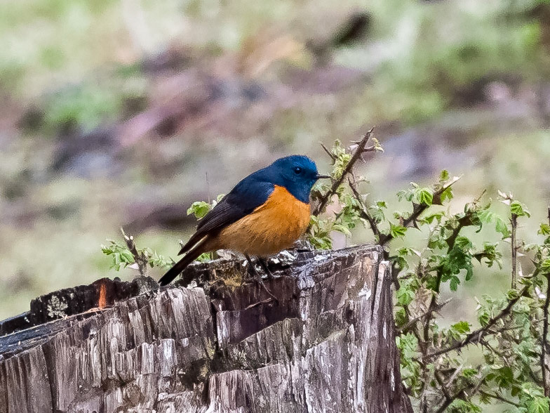 (Drukgyel Dzong to Shana)