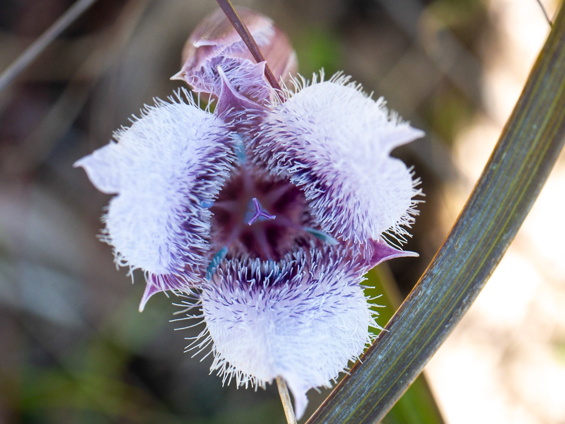 Hairy Star Tulip