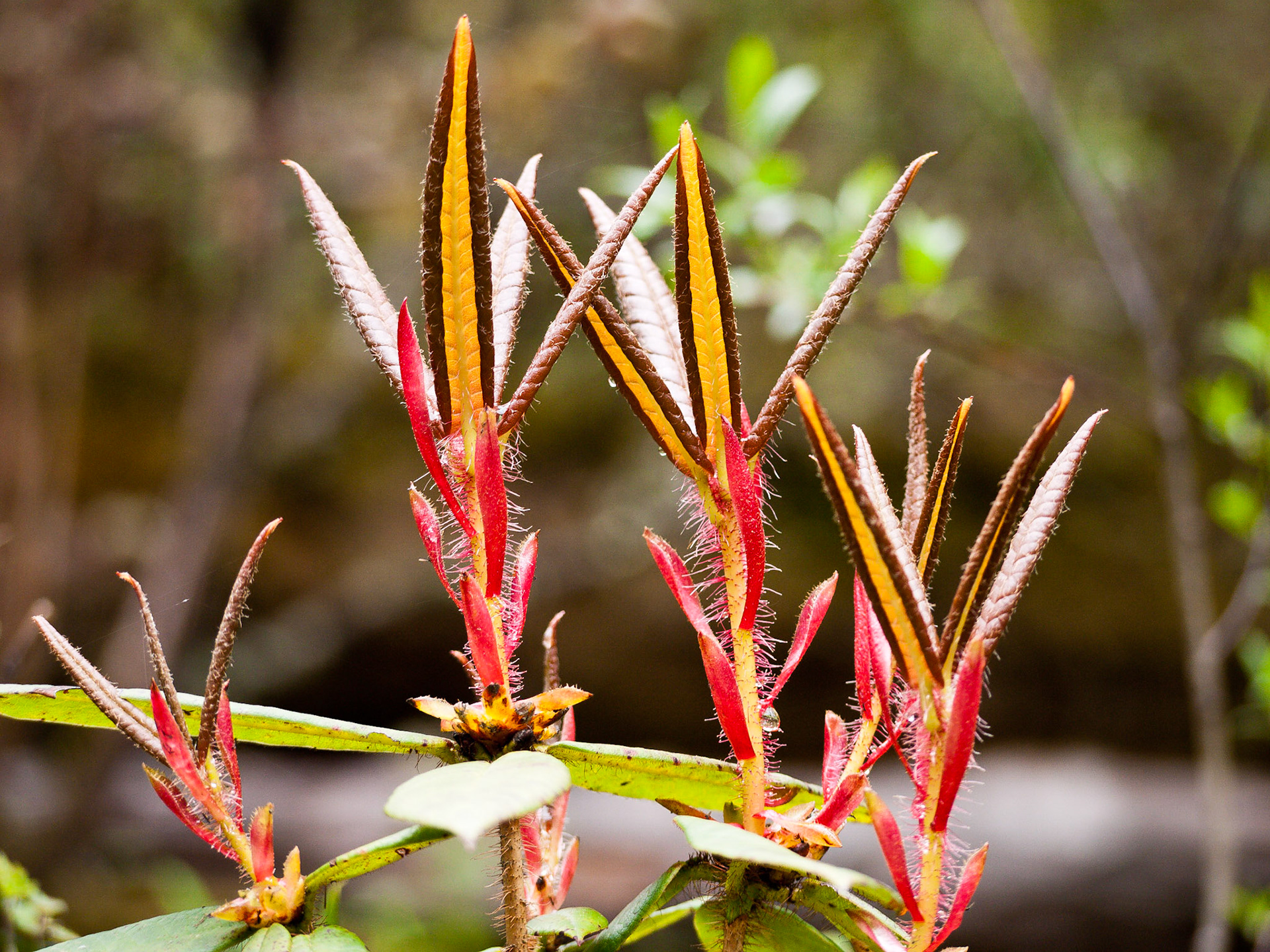 (Dom Shisa to Dolam Kencho)