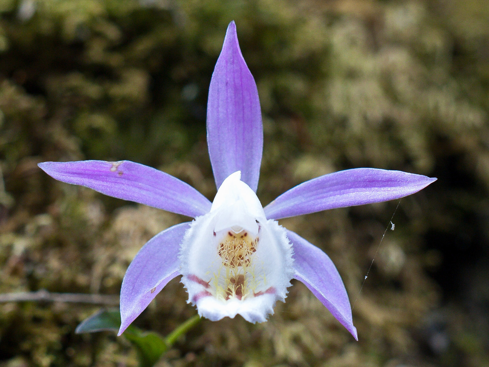 (Dolam Kencho to Dodina)