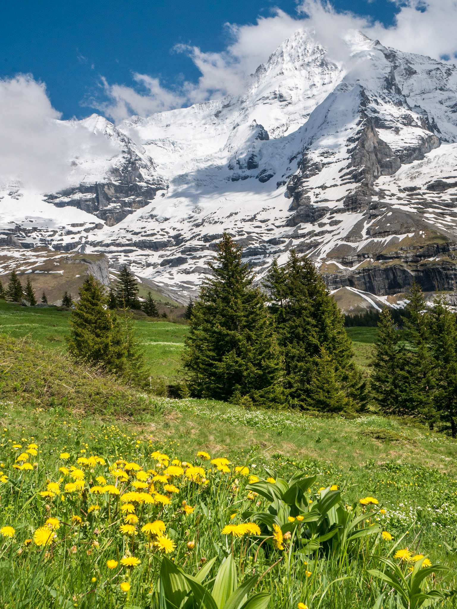 Mönch from Wengnerwald (Grindelwald to Wengen)