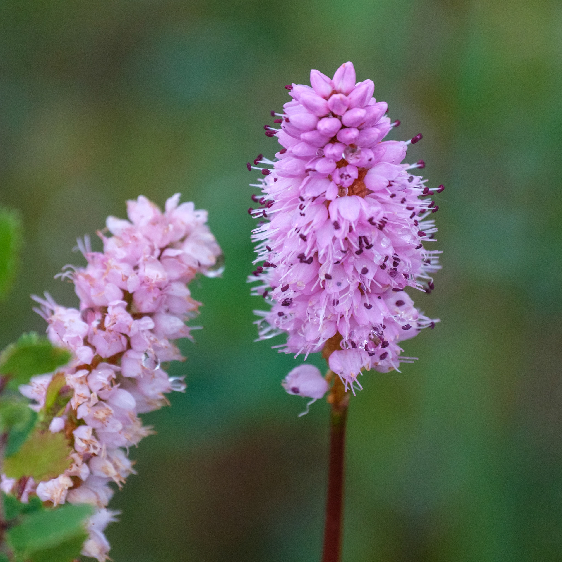 Pink Plume