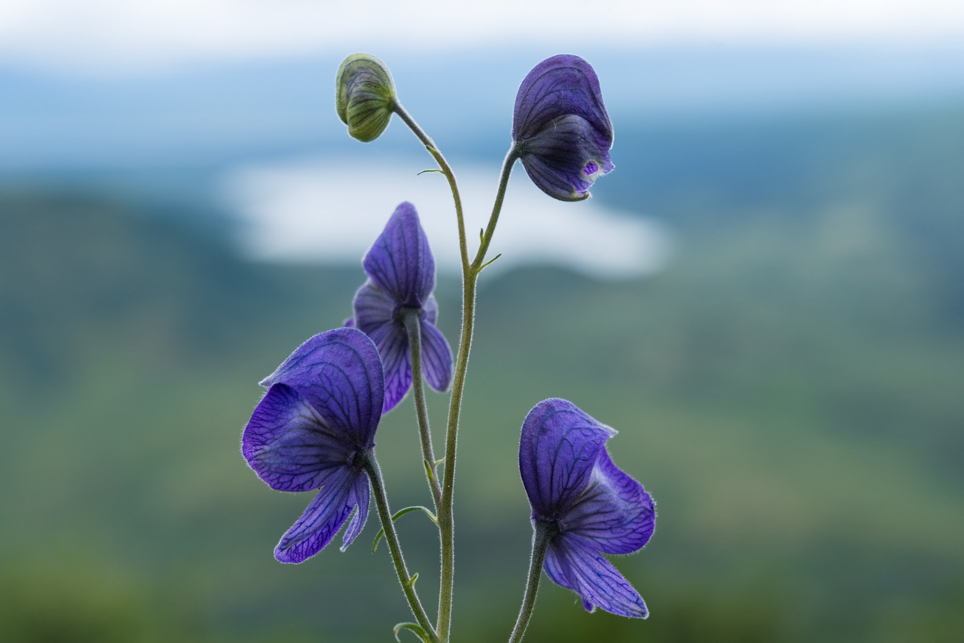 Monkshood