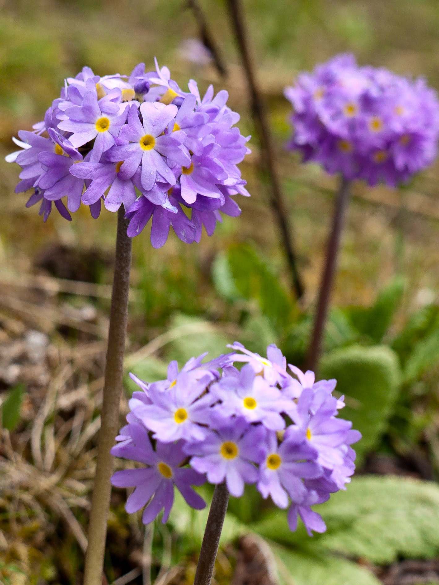 (On the way to Kila Nunnery)