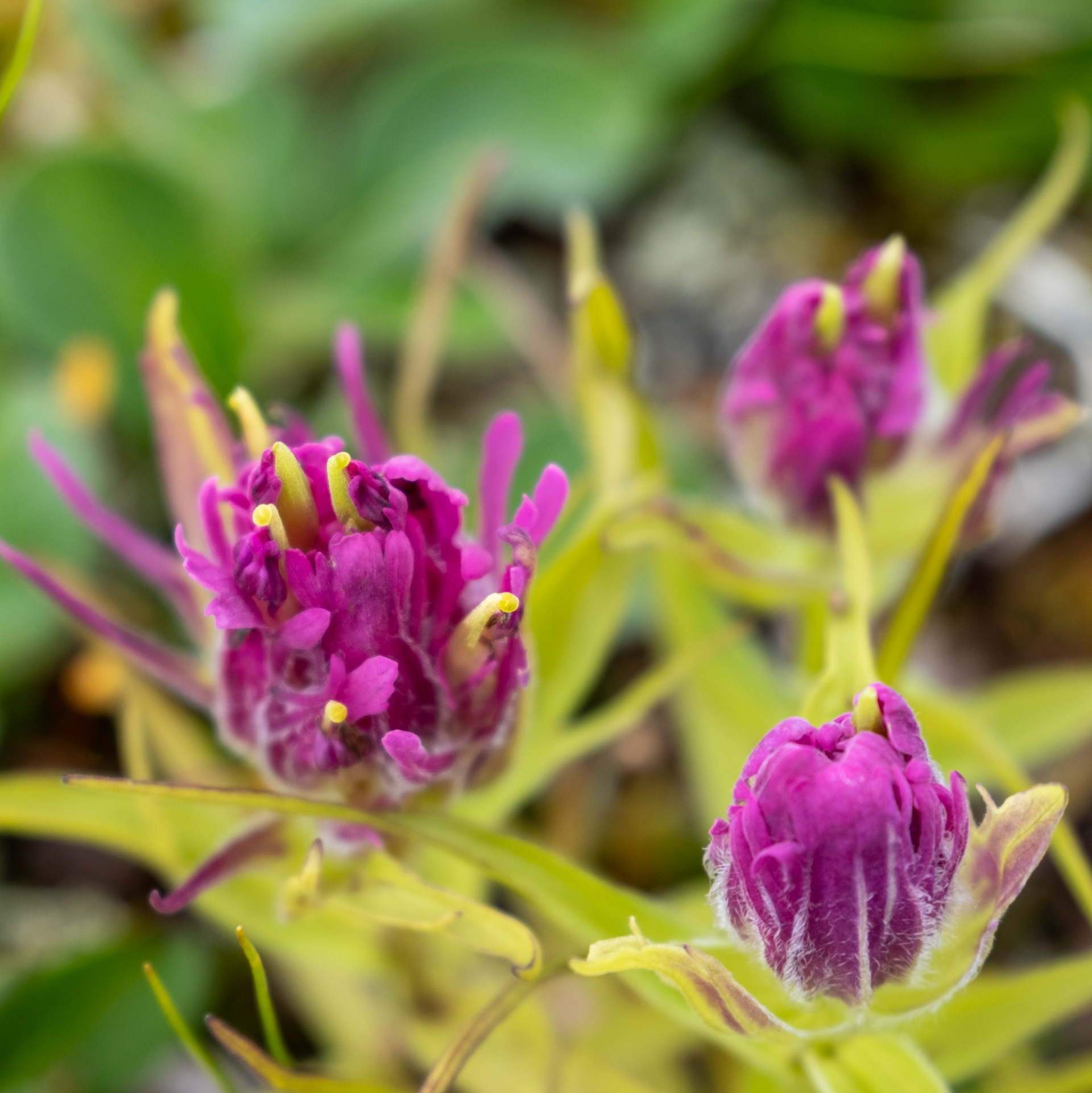 Elegant Paintbrush