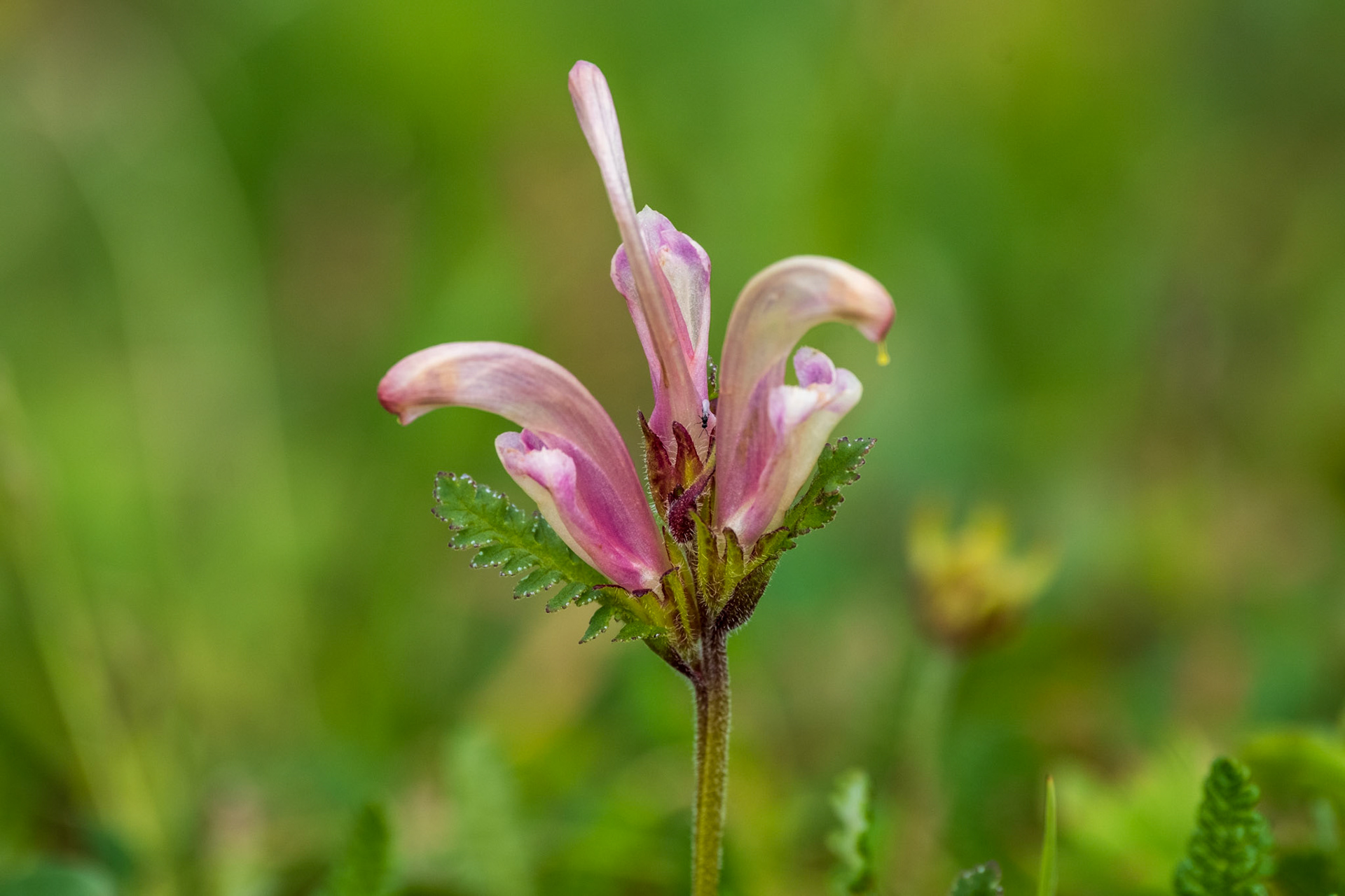 Arctic Lousewort