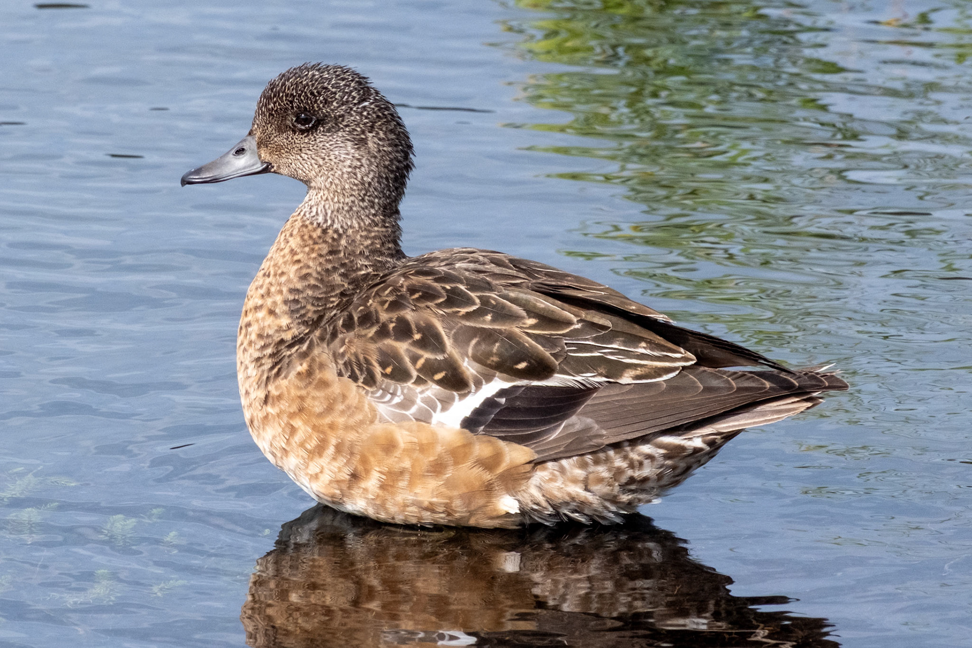 American Widgeon