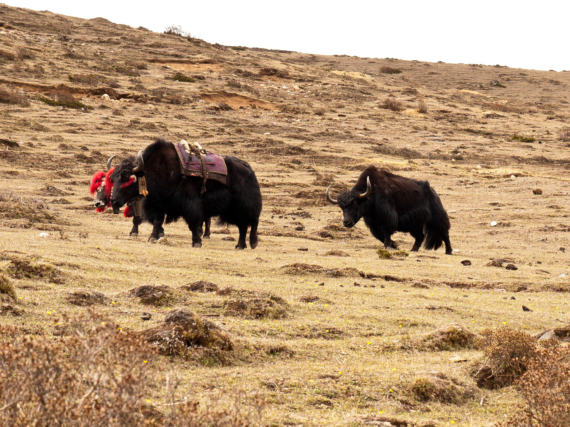 (Jangothang to Lingshi)