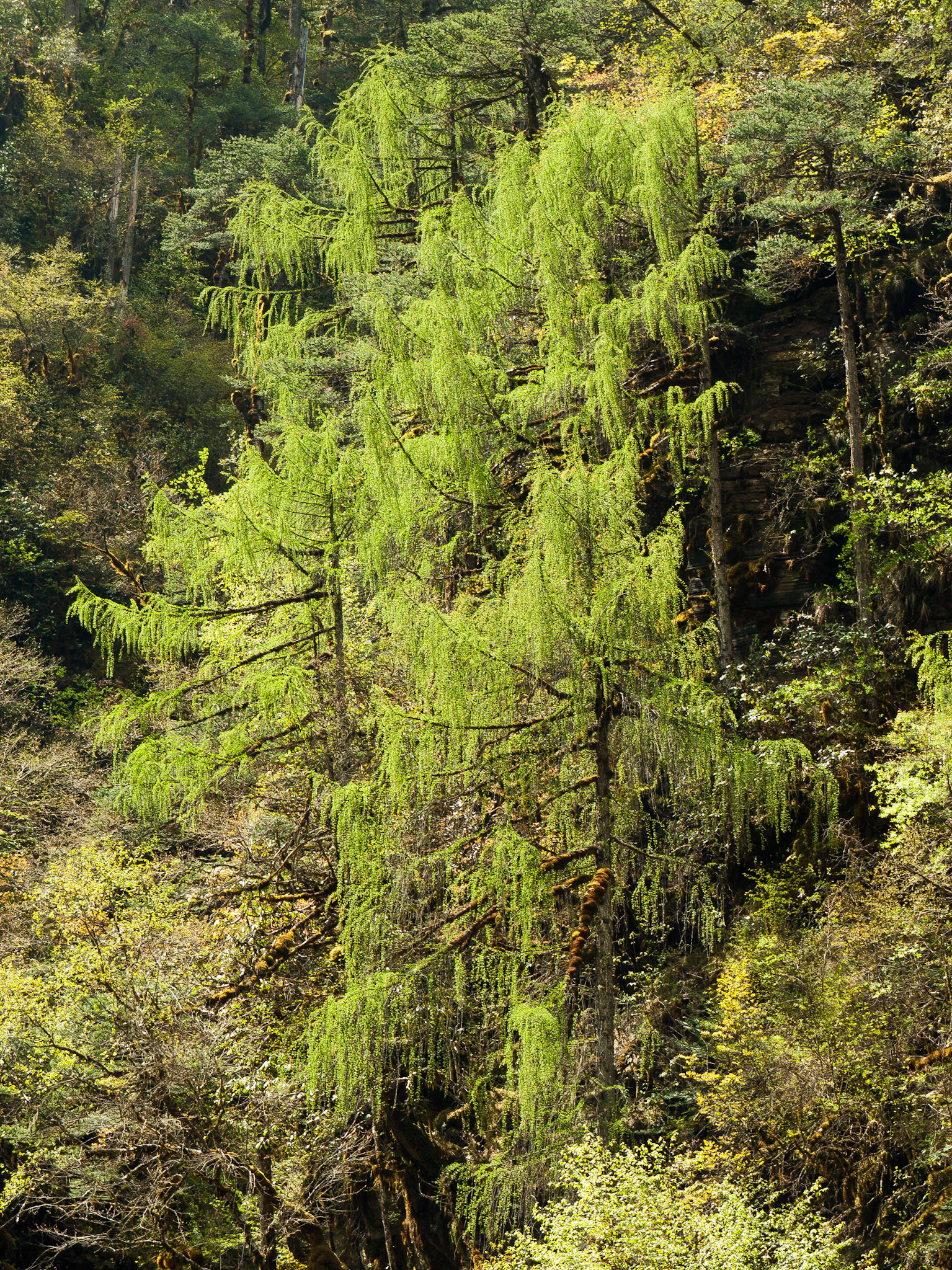 (Dom Shisa to Dolam Kencho)