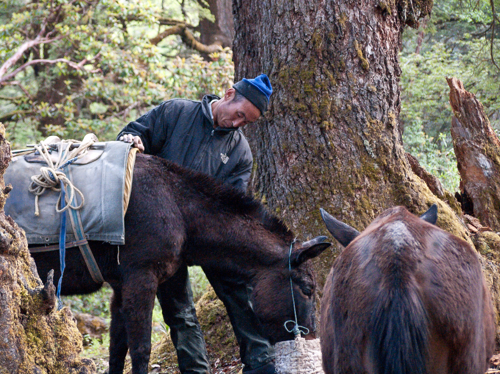 Dolam Kencho to Dodina