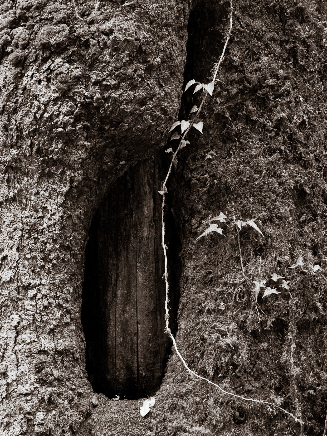 (Dolam Kencho to Dodina)