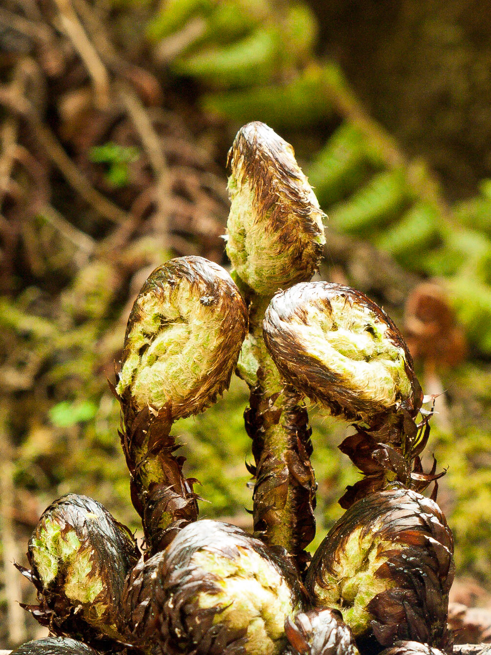 (Dom Shisa to Dolam Kencho)