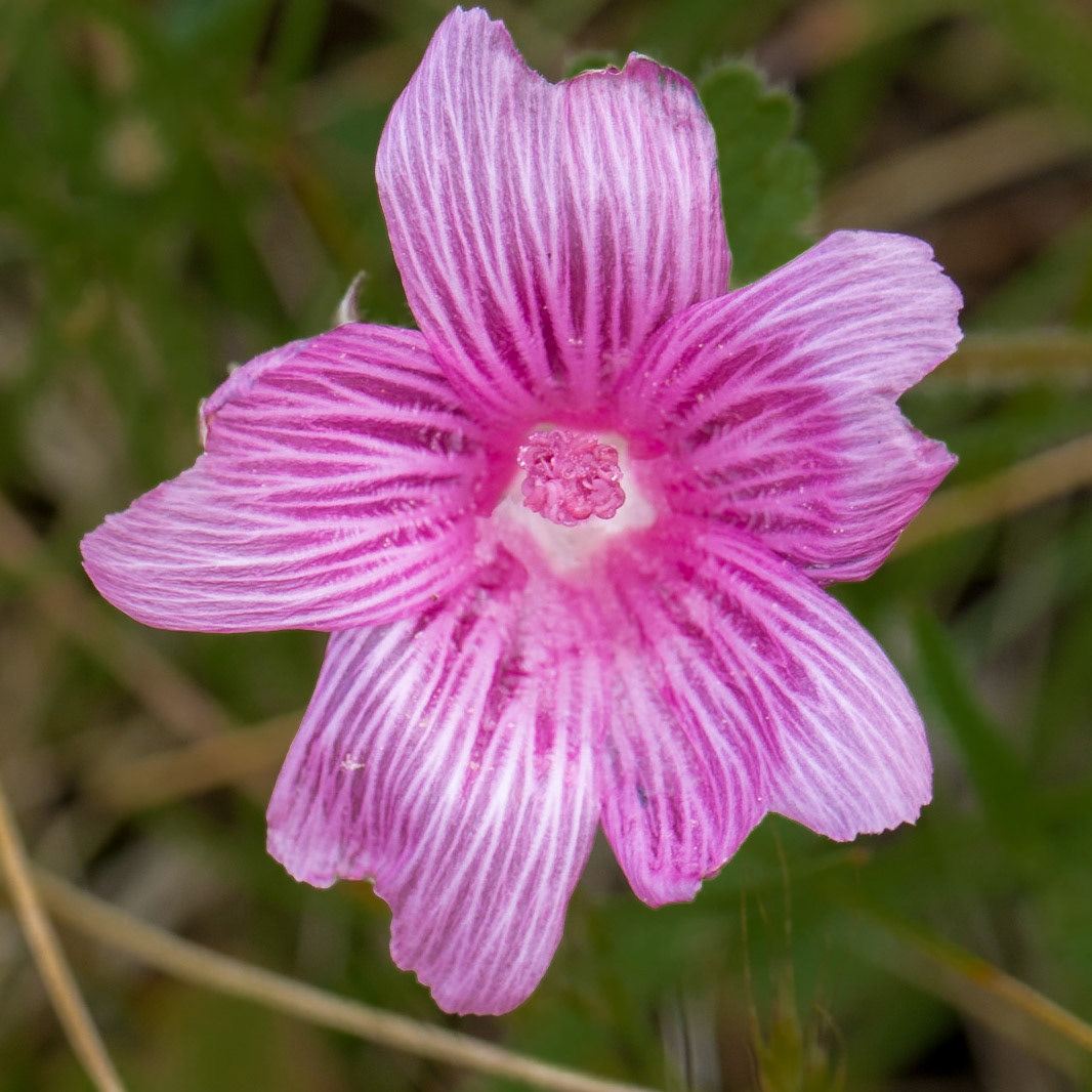 Sidalcea malviflora ssp. purpurea