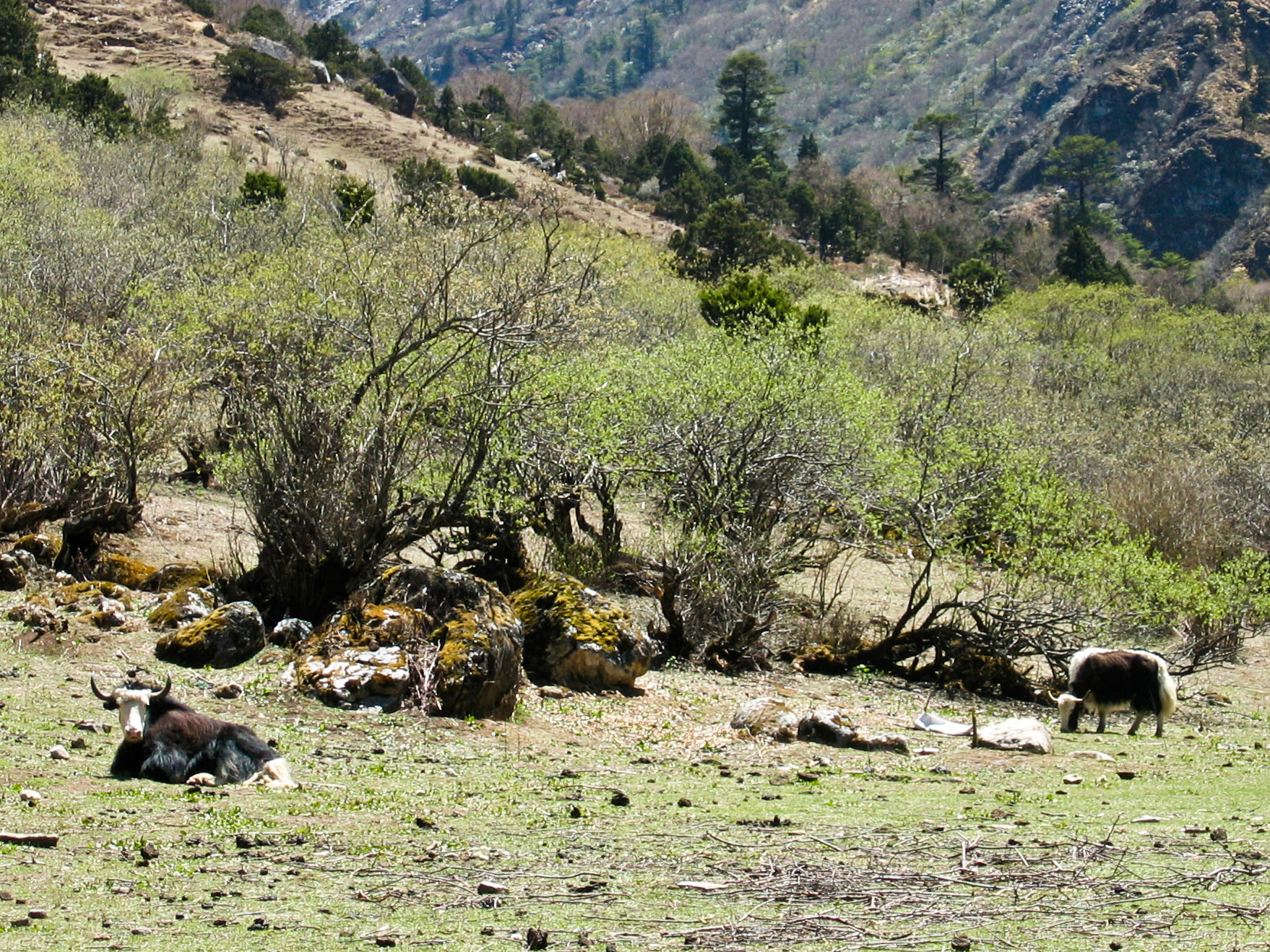 (Thangthangkha to Jangothang)