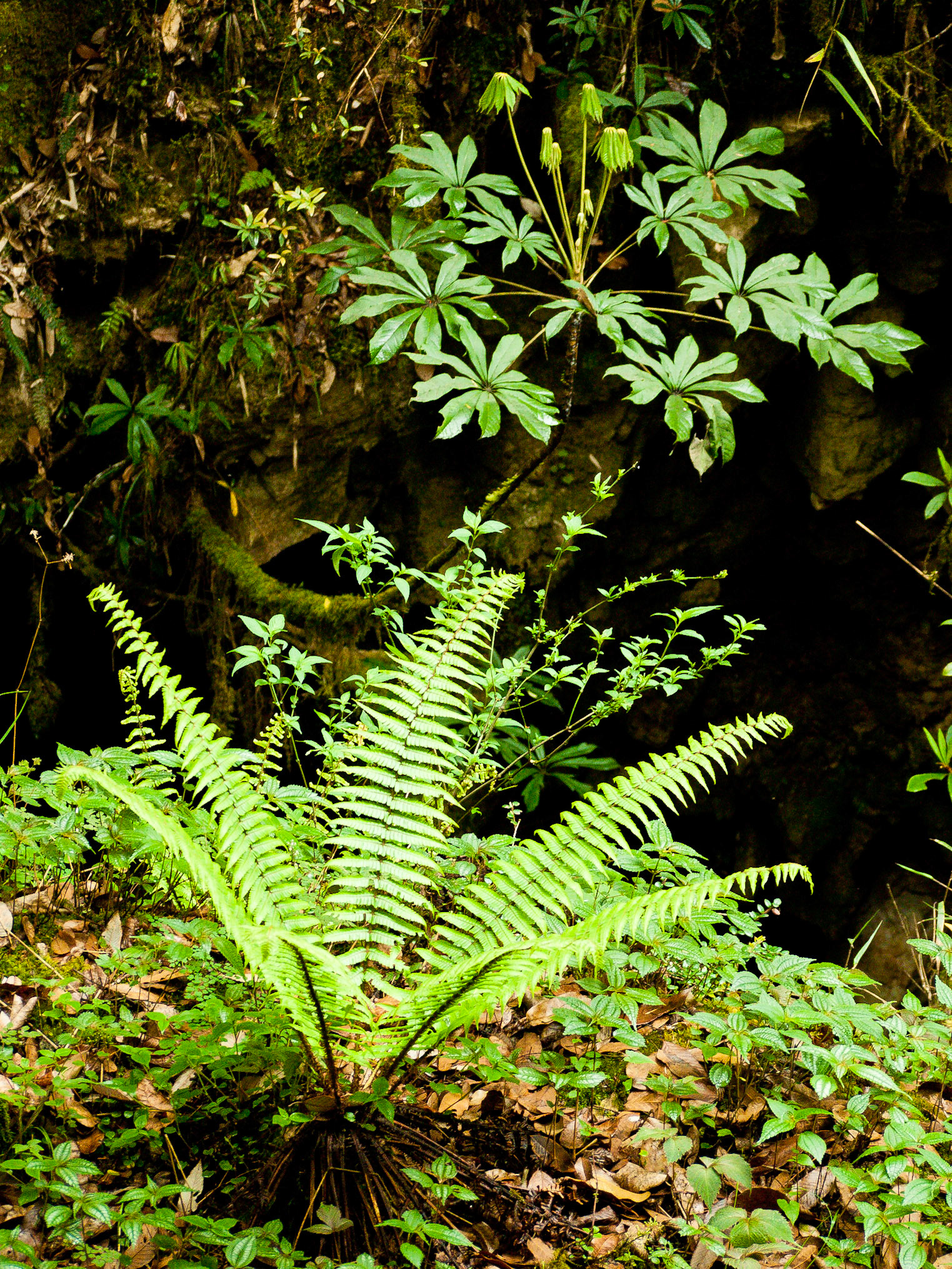 (Dolam Kencho to Dodina)