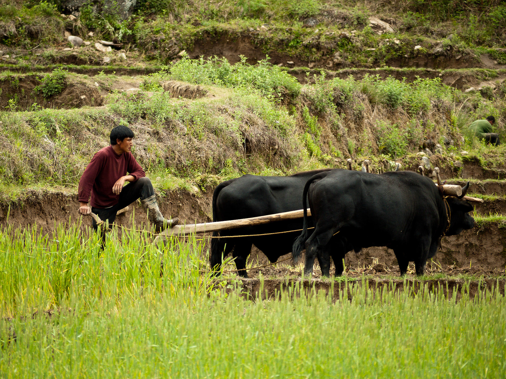 (Drukgyel Dzong to Shana)