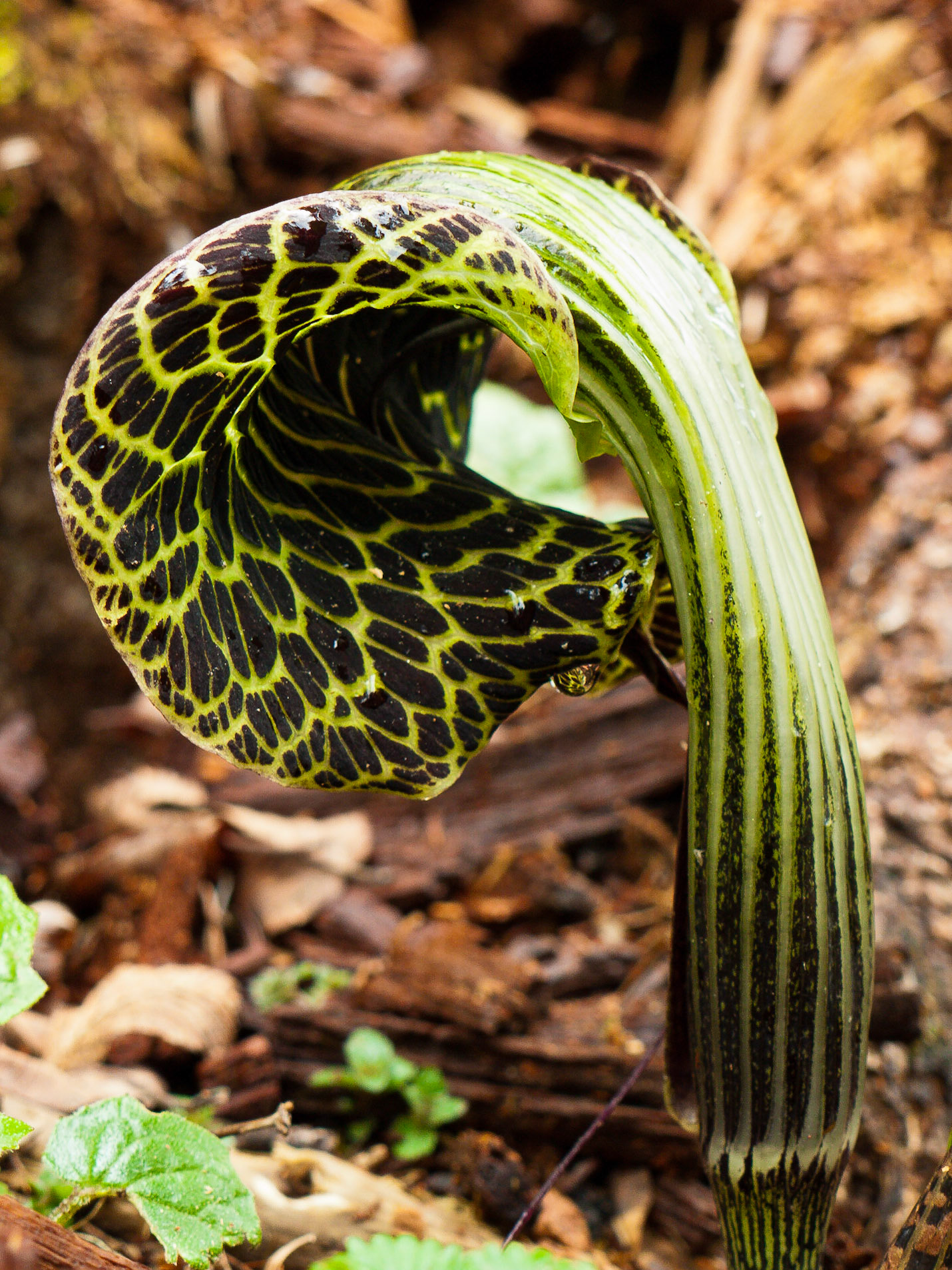 (Dom Shisa to Dolam Kencho)