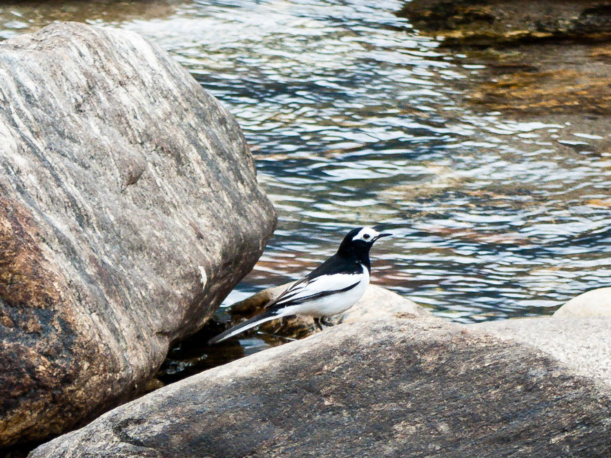 (Drukgyel Dzong to Shana)