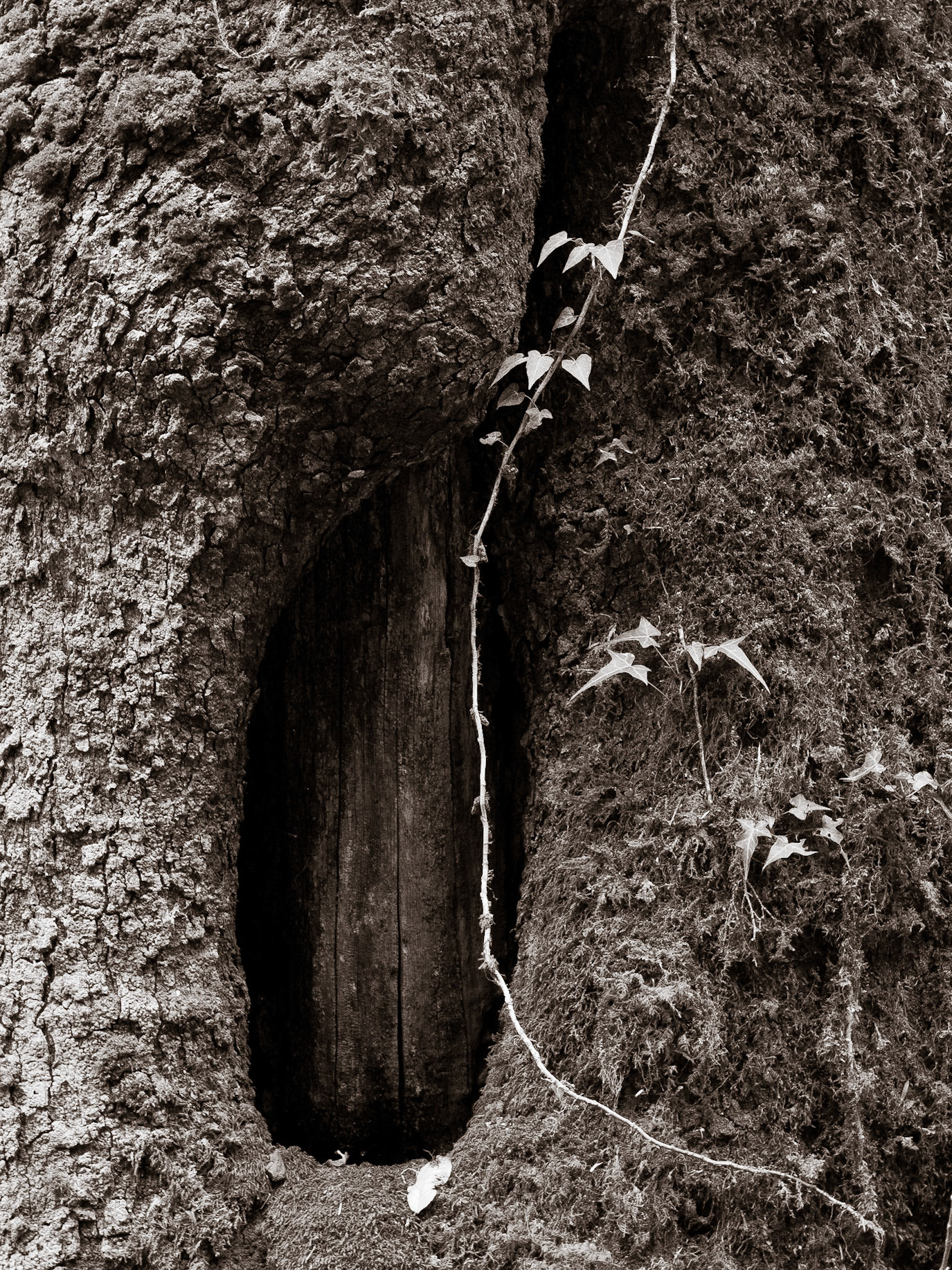 (Dolam Kencho to Dodina)