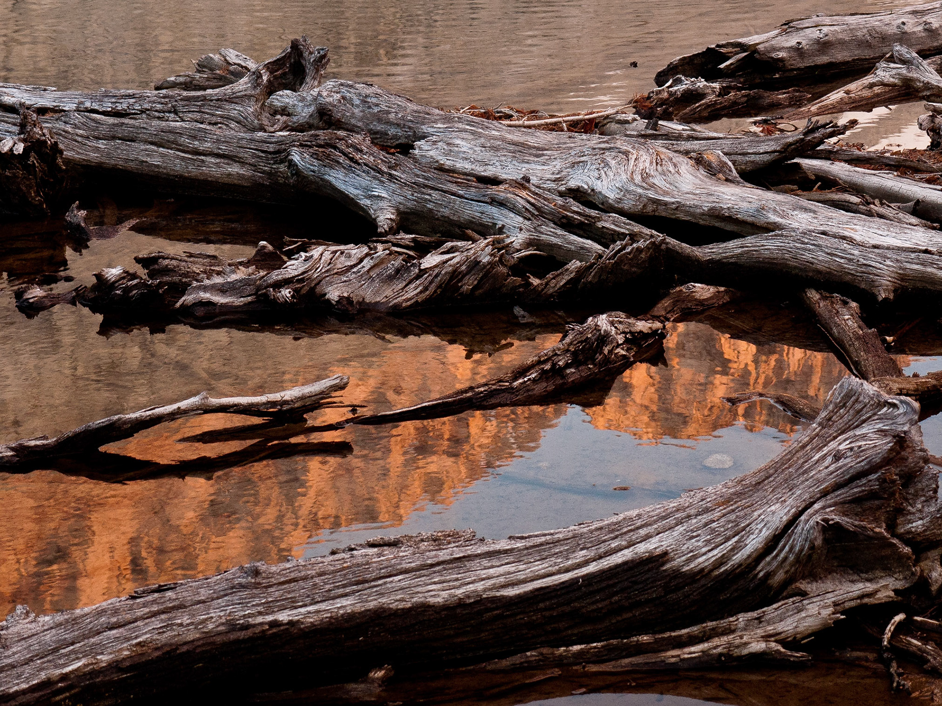 Driftwood with Reflection