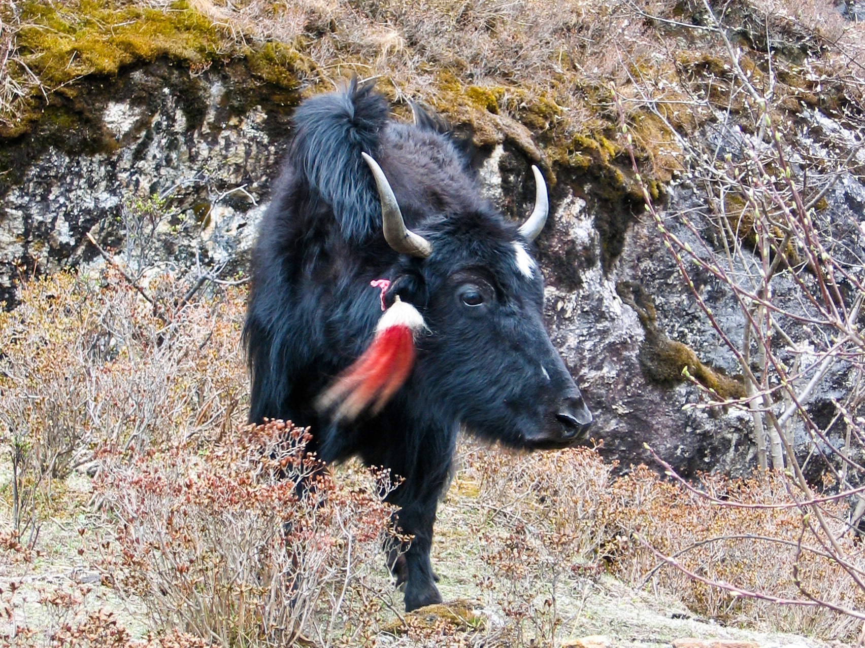 (Thangthangkha to Jangothang)