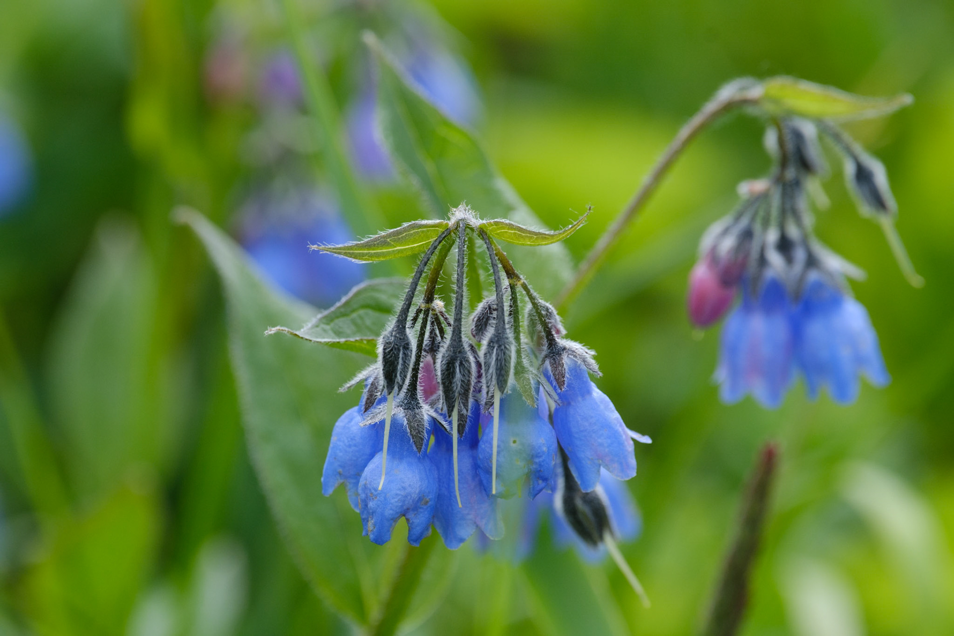Bluebells