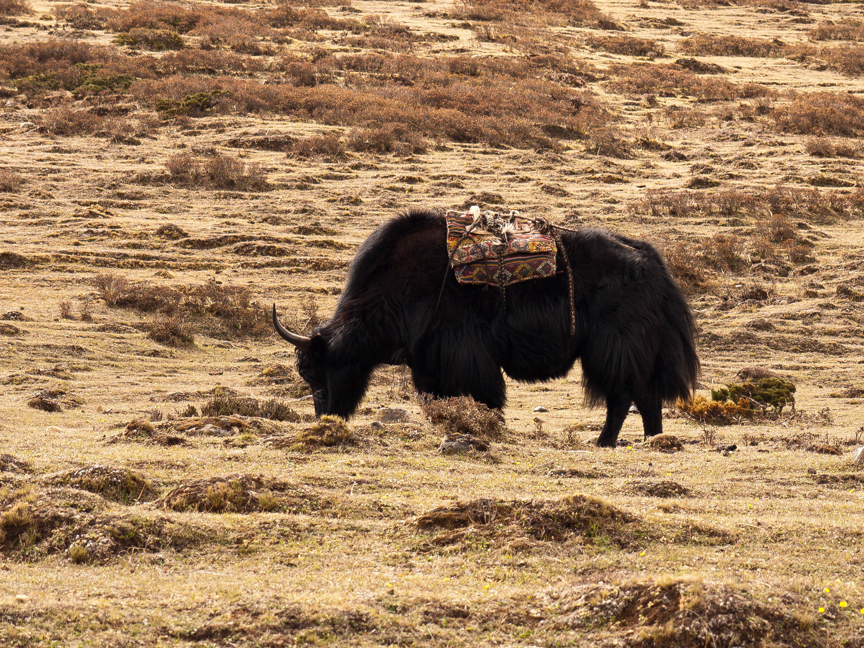 (Jangothang to Lingshi)