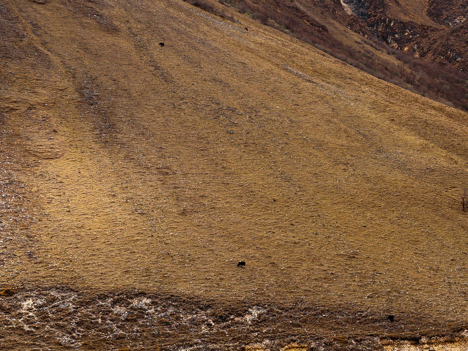 (Thangthangkha to Jangothang)